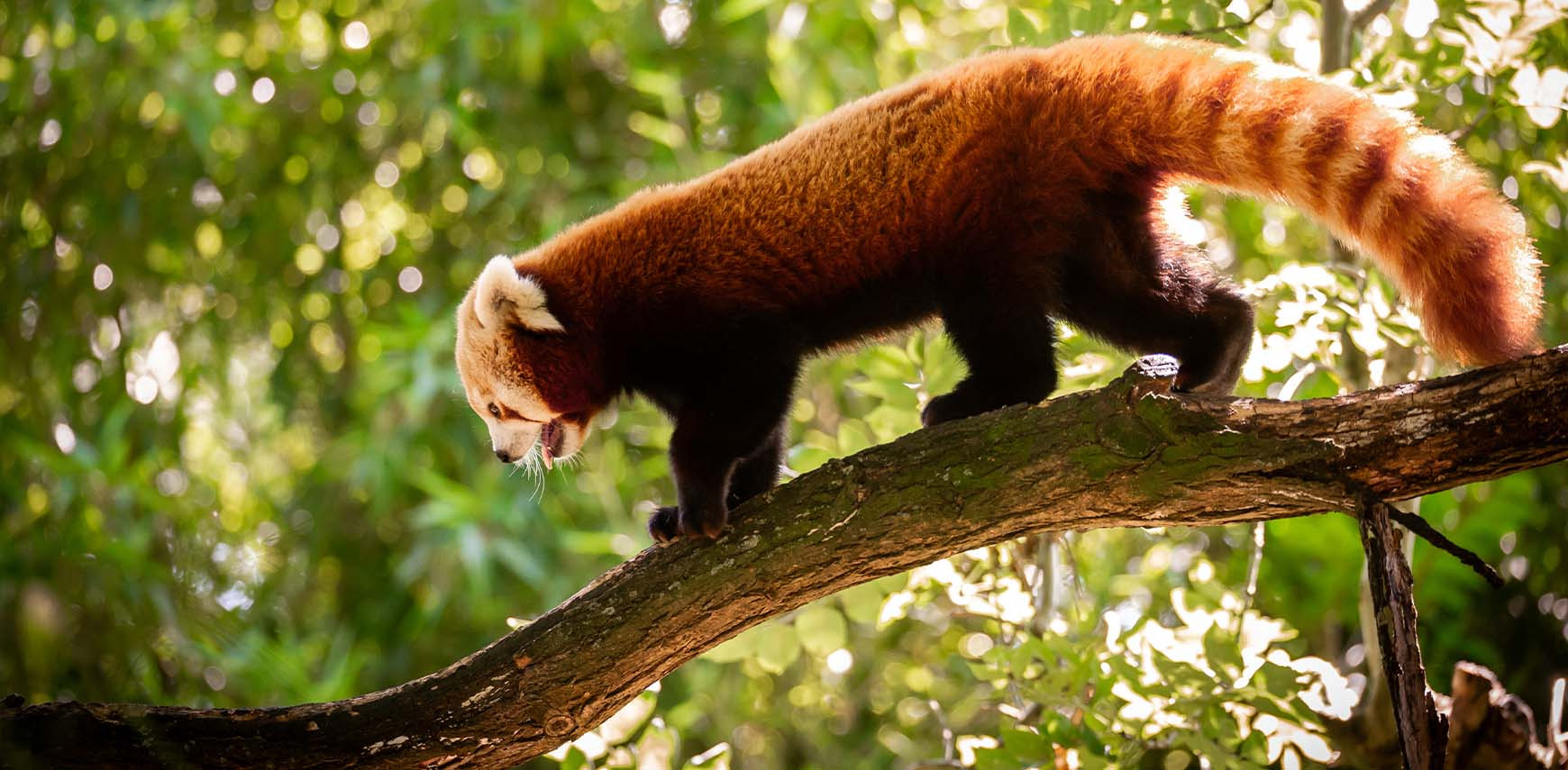 Rode panda - ZOO Planckendael - Jonas Verhulst