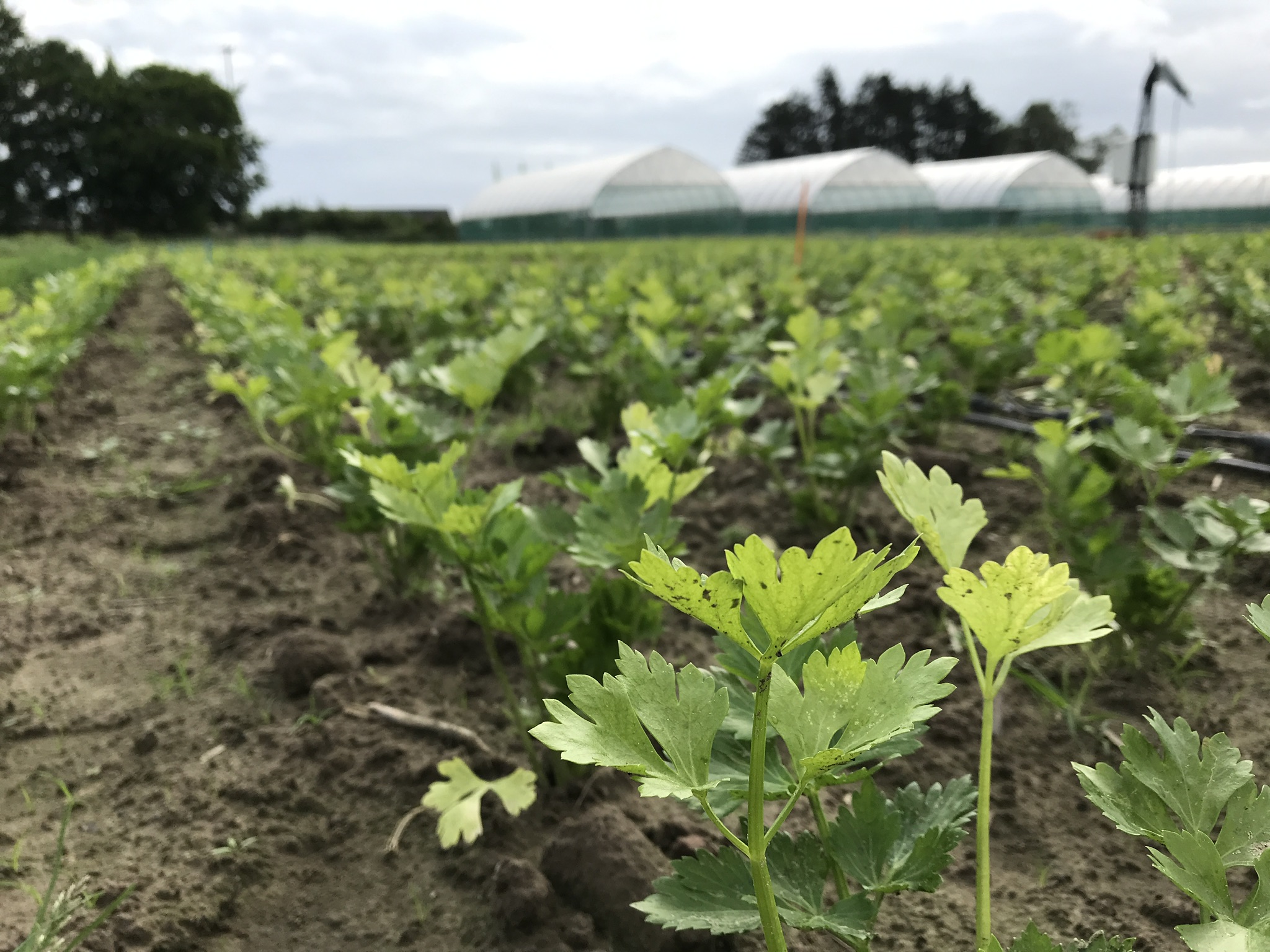Mulch zorgt voor stabiele oogst ondanks droogte