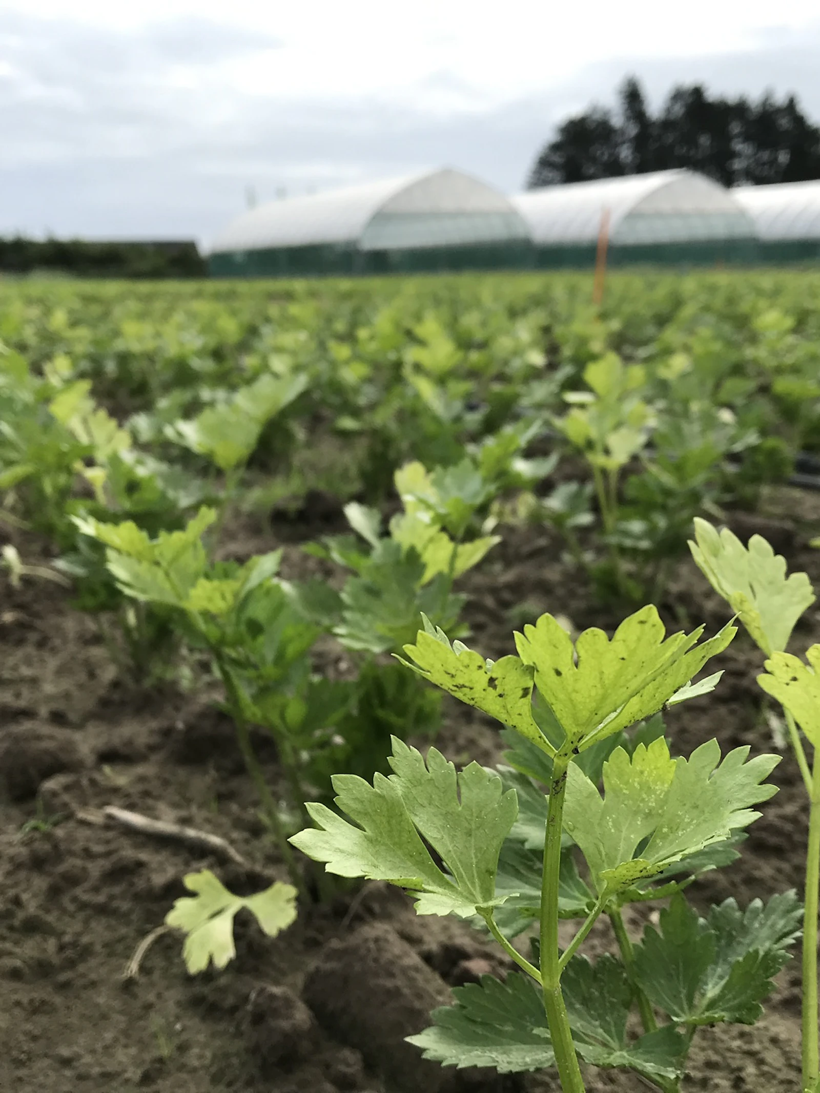 Mulch zorgt voor stabiele oogst ondanks droogte