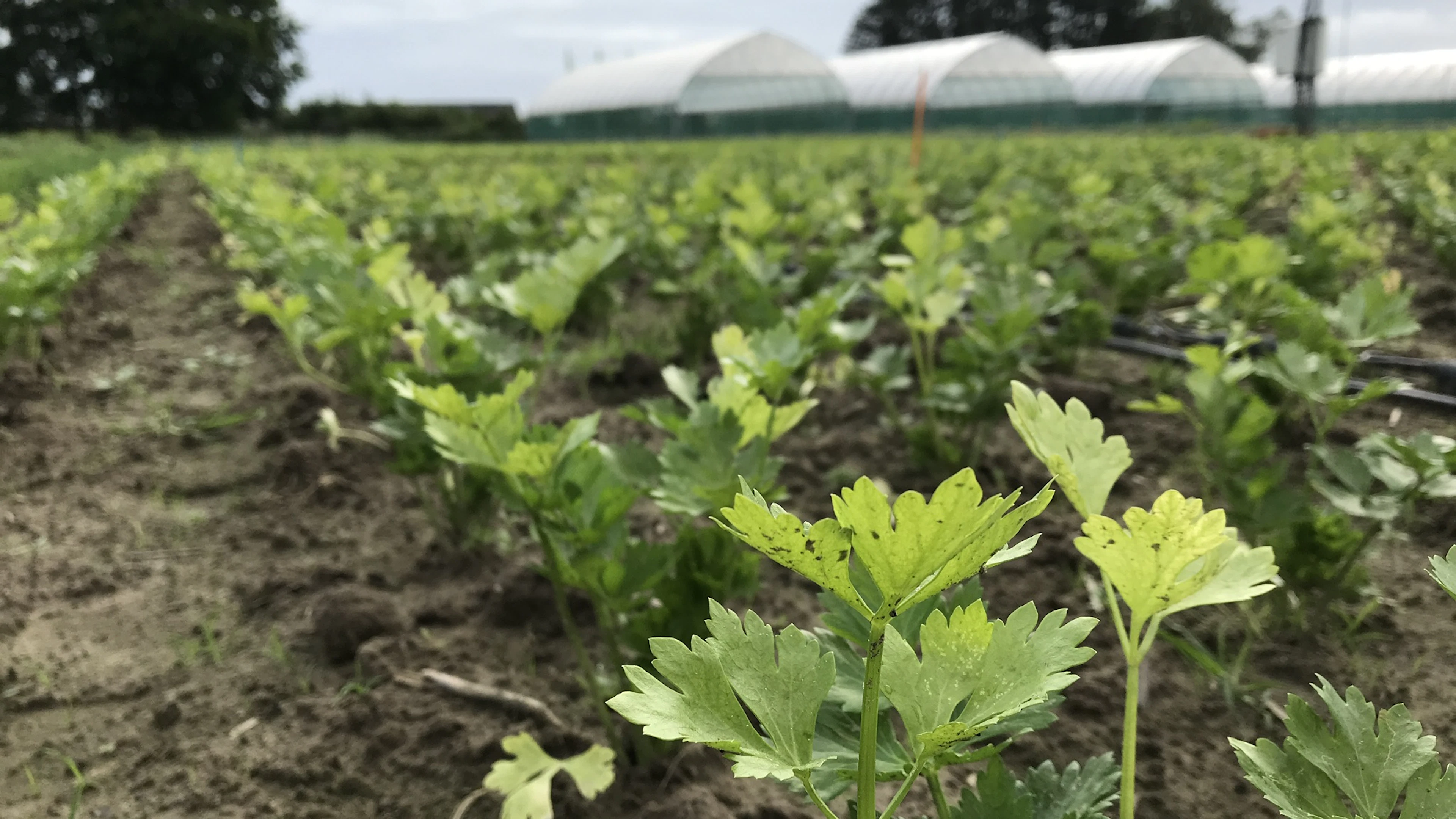 Mulch zorgt voor stabiele oogst ondanks droogte