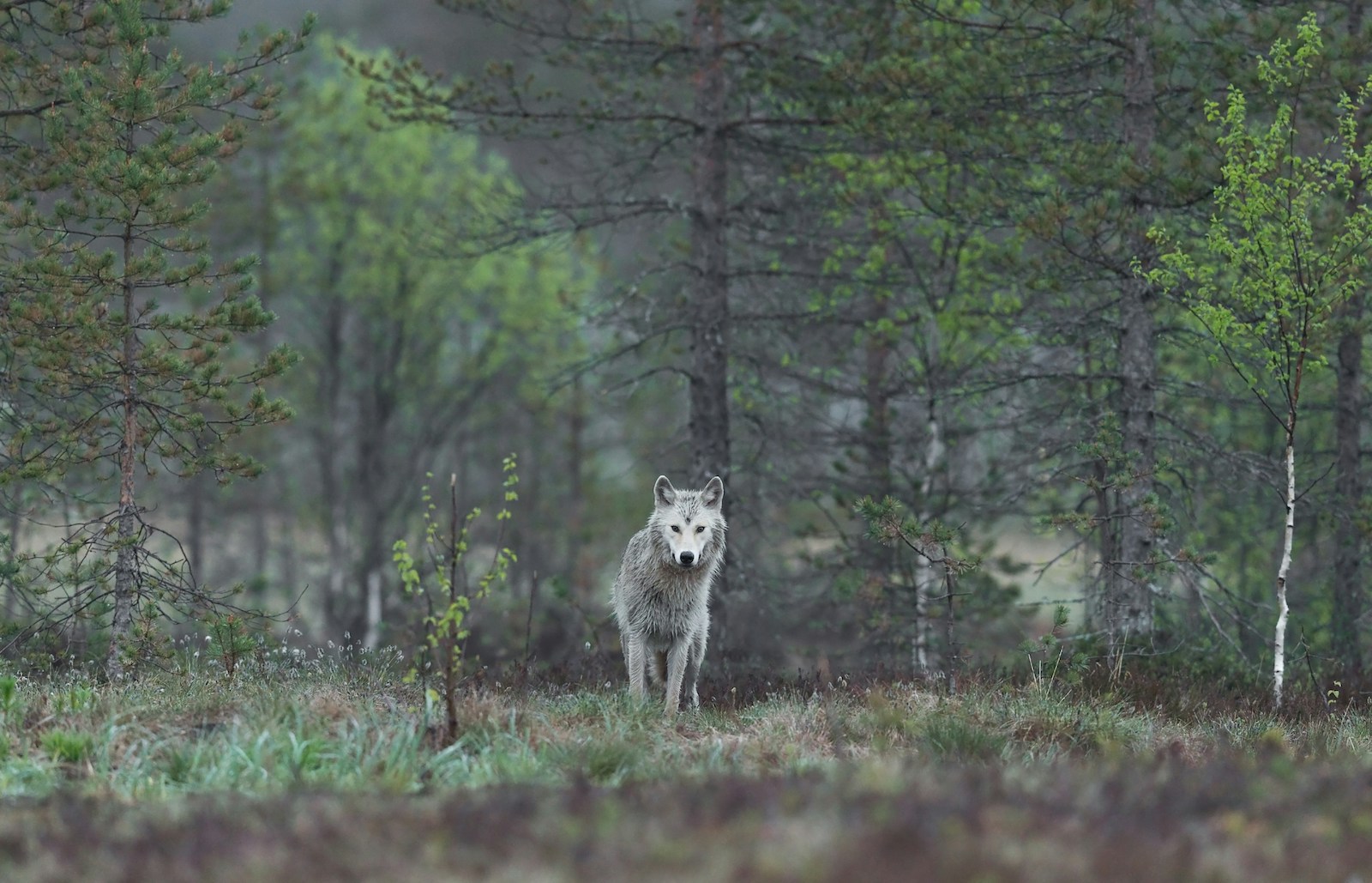 Menselijke stemmen jagen wolven op de vlucht