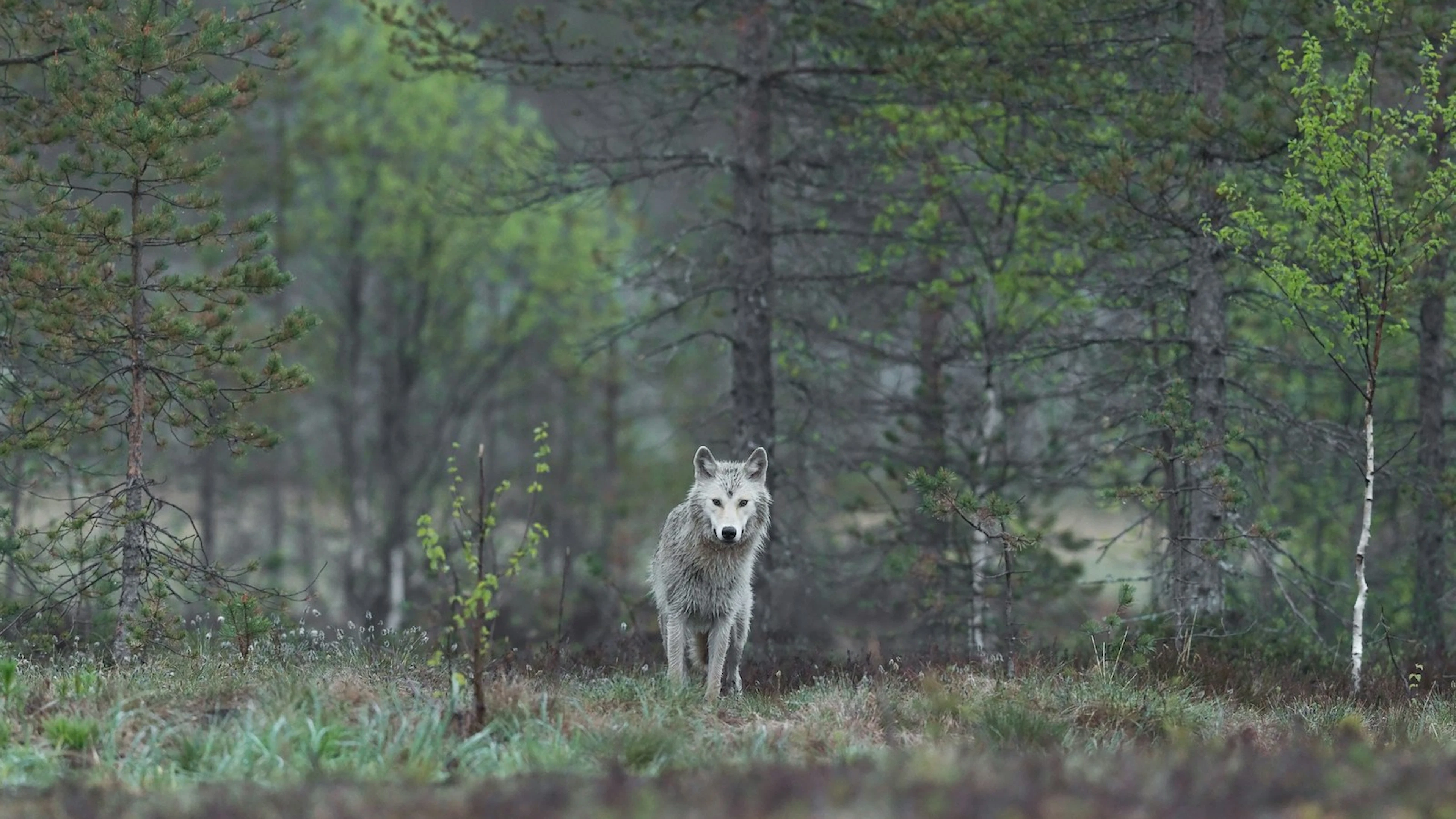 Menselijke stemmen jagen wolven op de vlucht