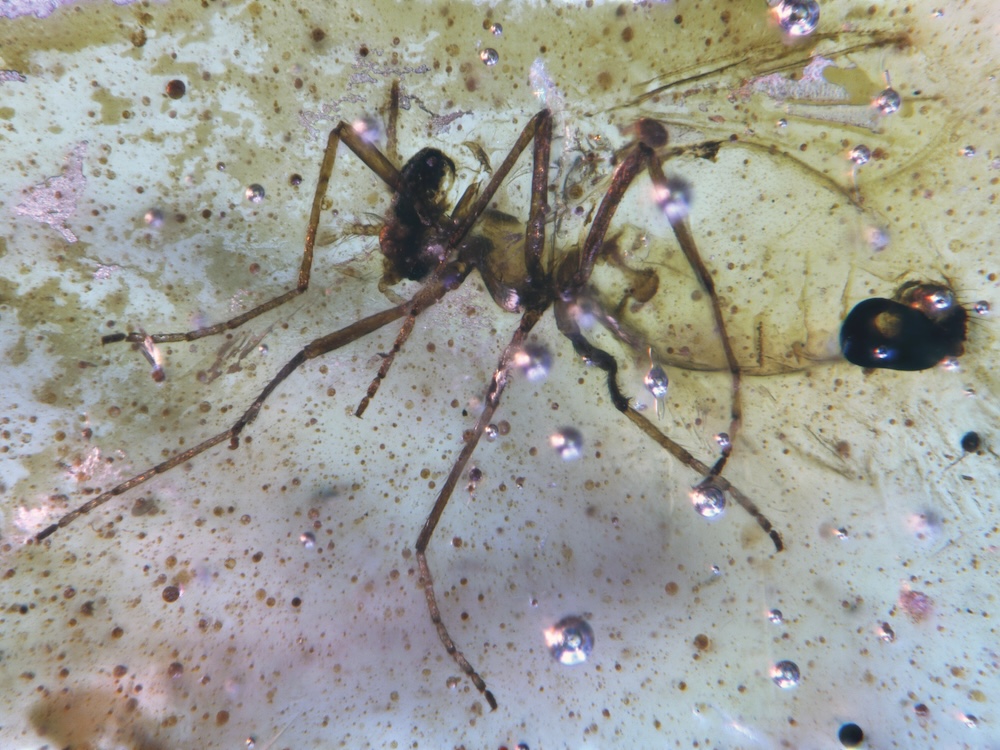 Barnsteen bevat hele insectenzoo uit Gondwanaland