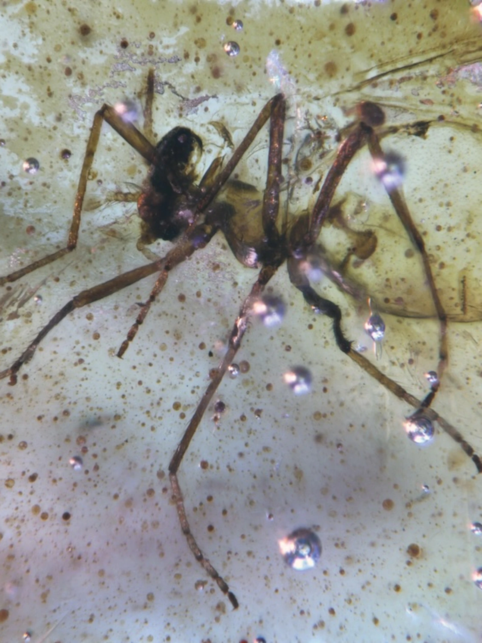 Barnsteen bevat hele insectenzoo uit Gondwanaland