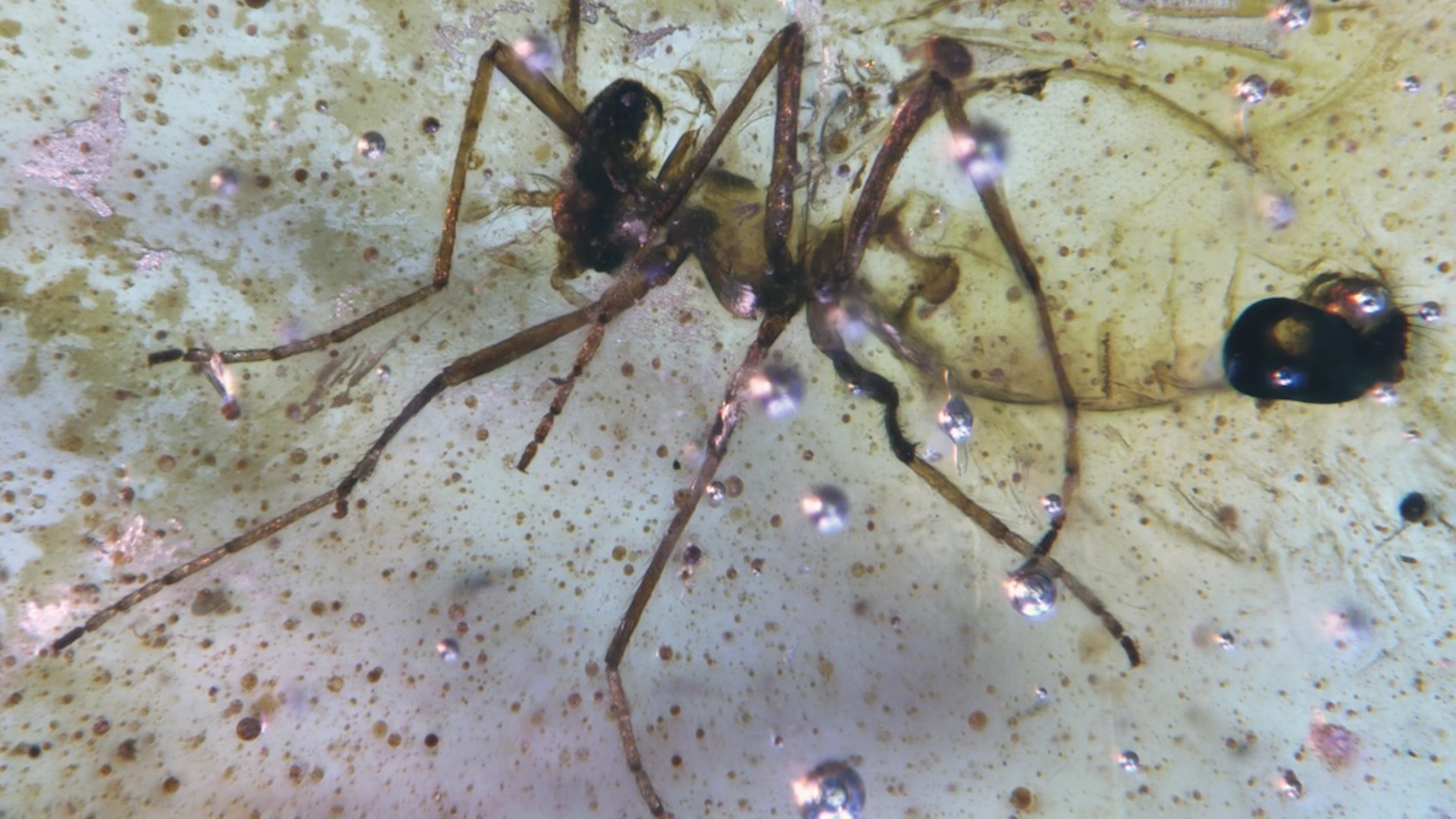 Barnsteen bevat hele insectenzoo uit Gondwanaland