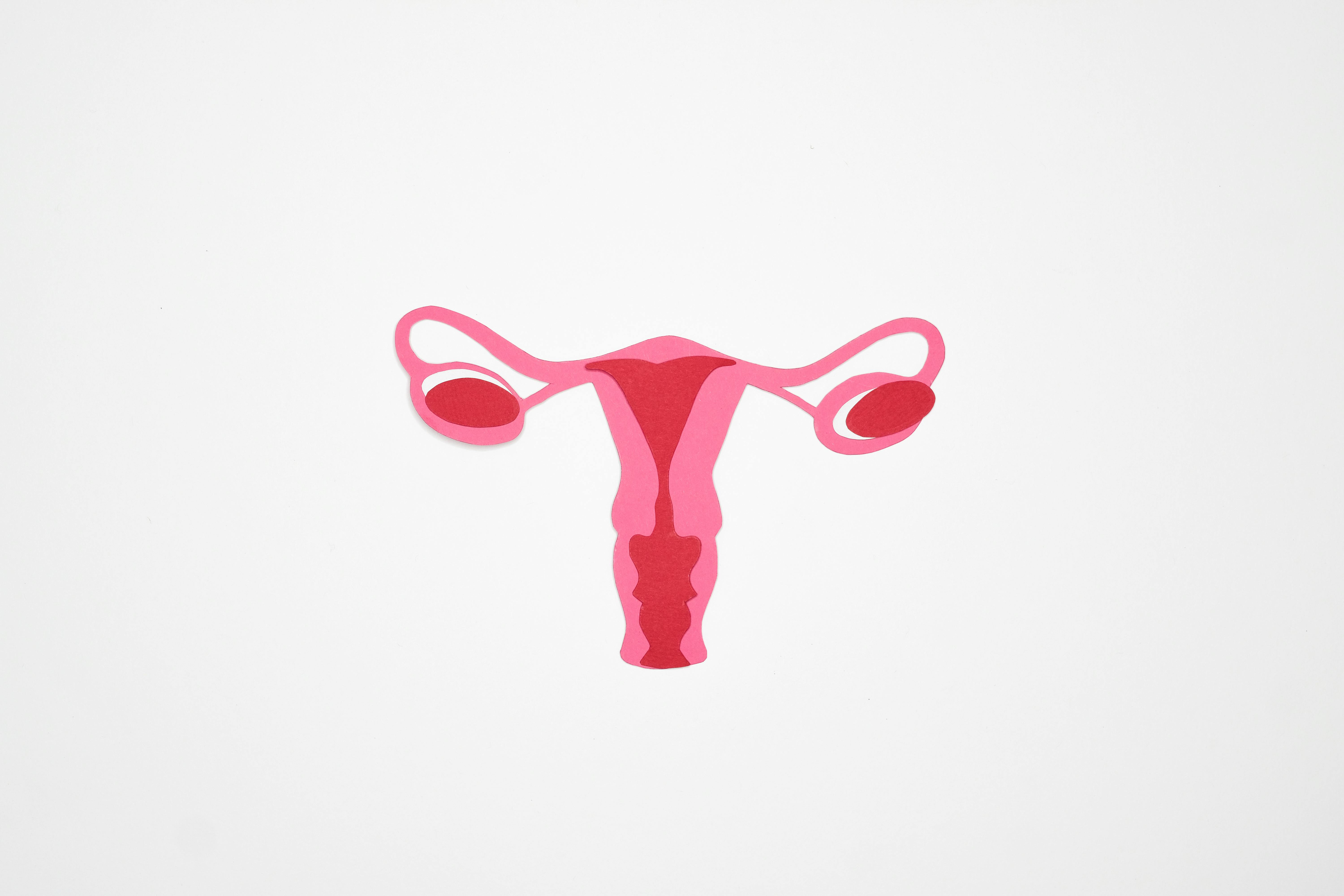 Waarom tikt de biologische klok van vrouwen zo snel?