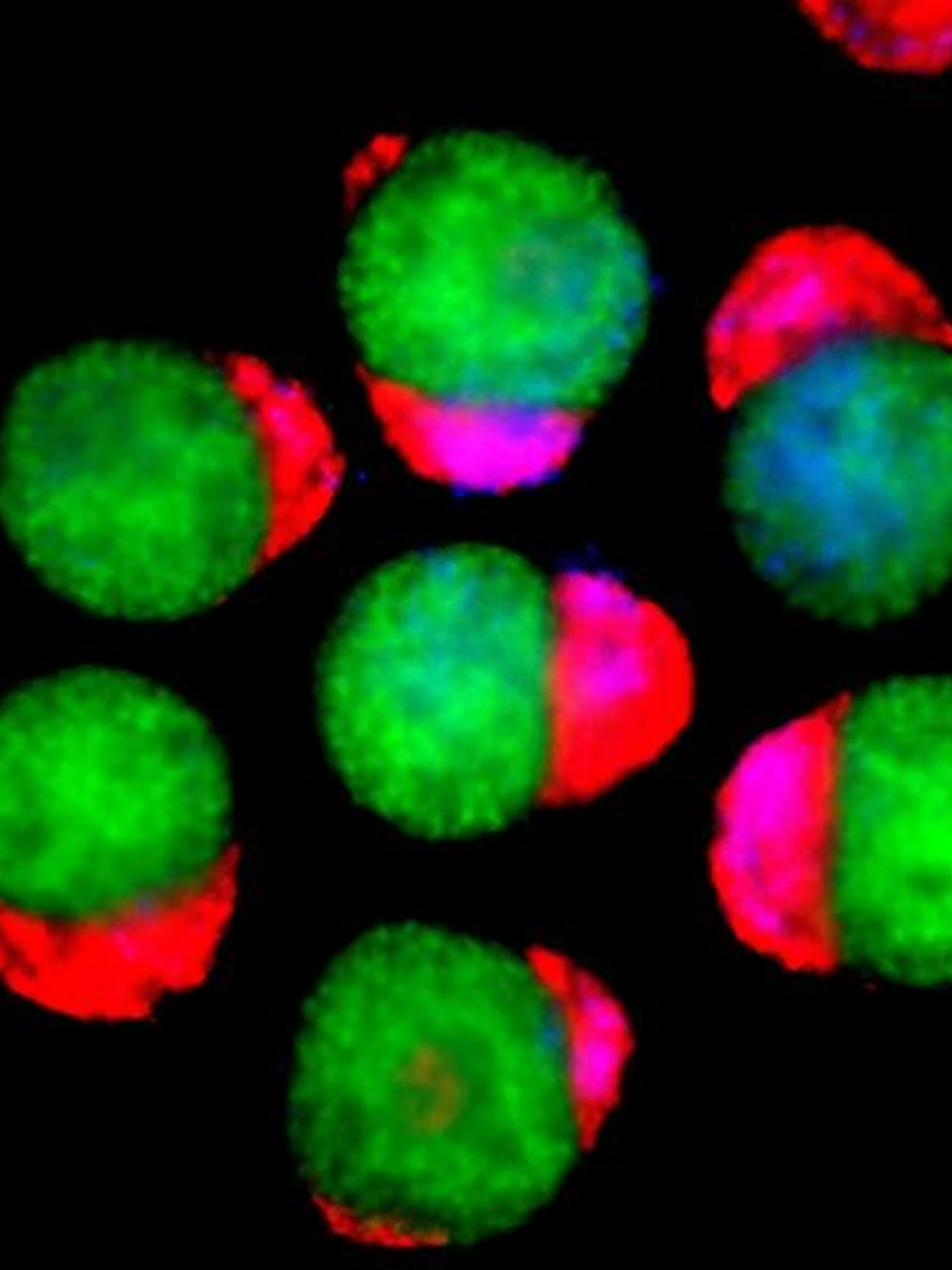 Embryomodel produceert menselijke bloedstamcellen