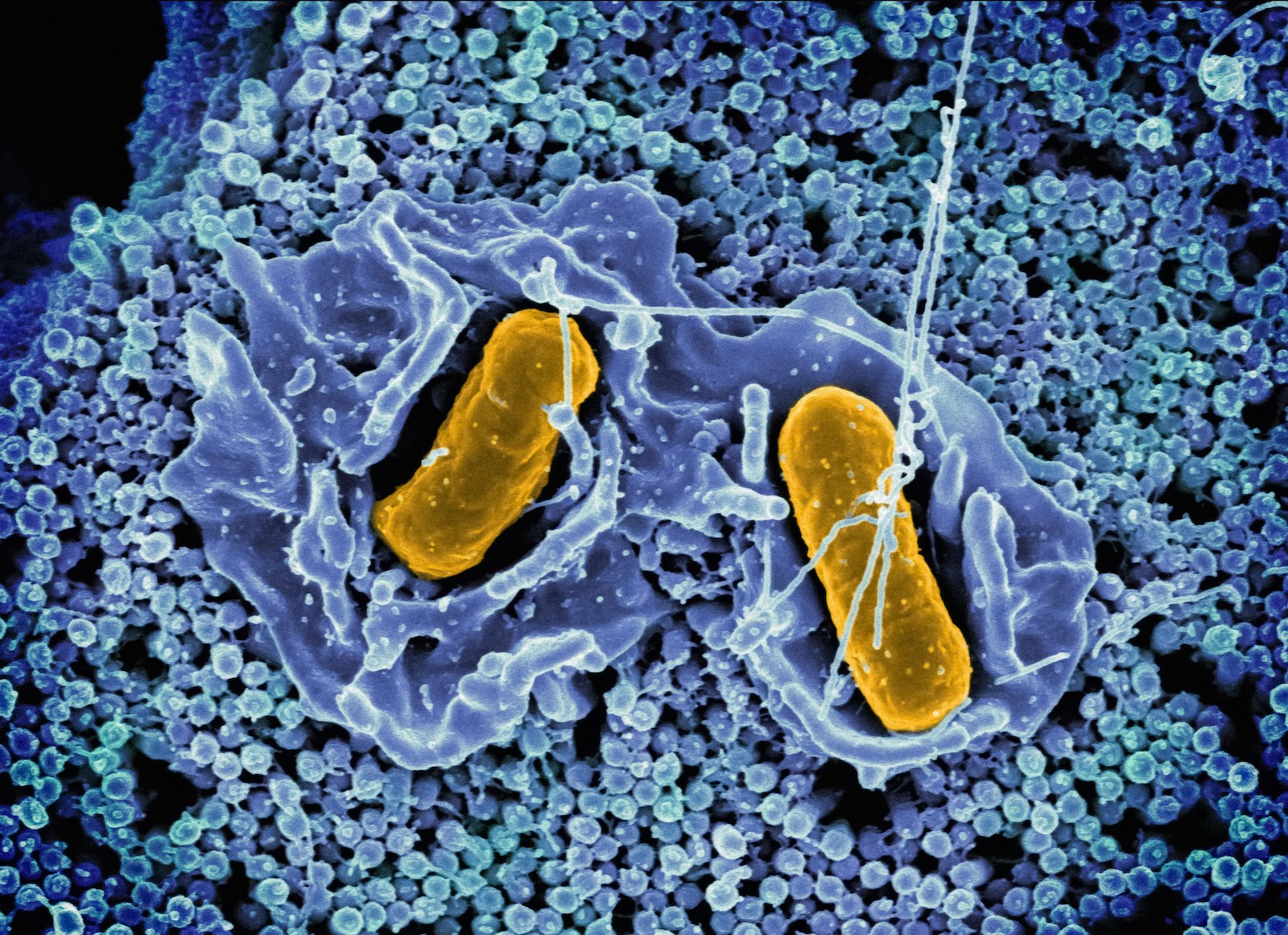 Hide & seek: het favoriete spelletje van Salmonella