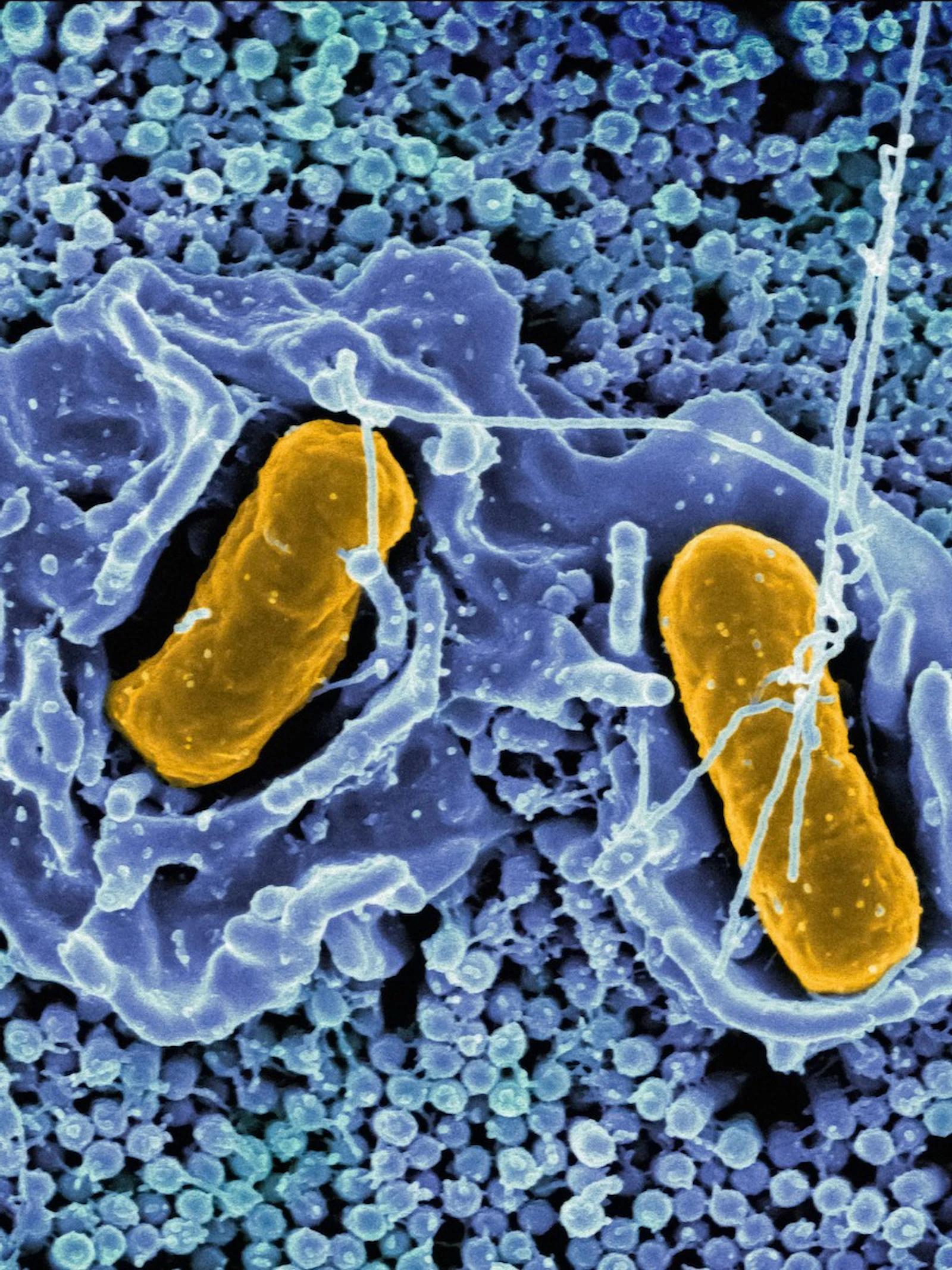Hide & seek: het favoriete spelletje van Salmonella