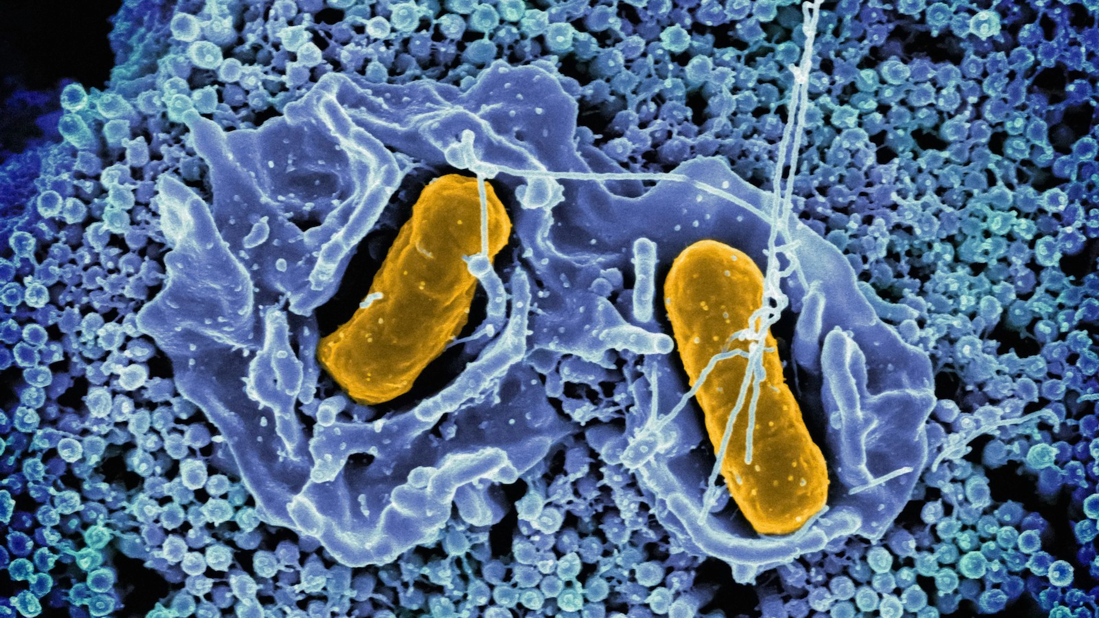 Hide & seek: het favoriete spelletje van Salmonella