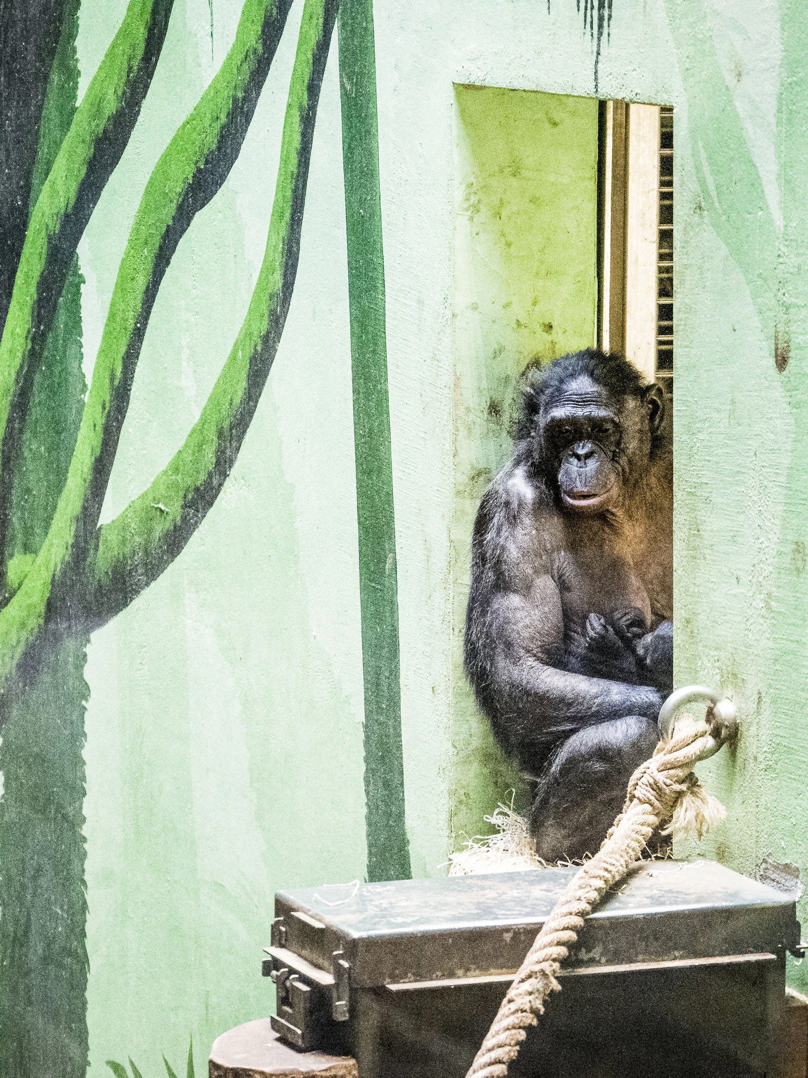 Dierentuinen worstelen met surplusdieren