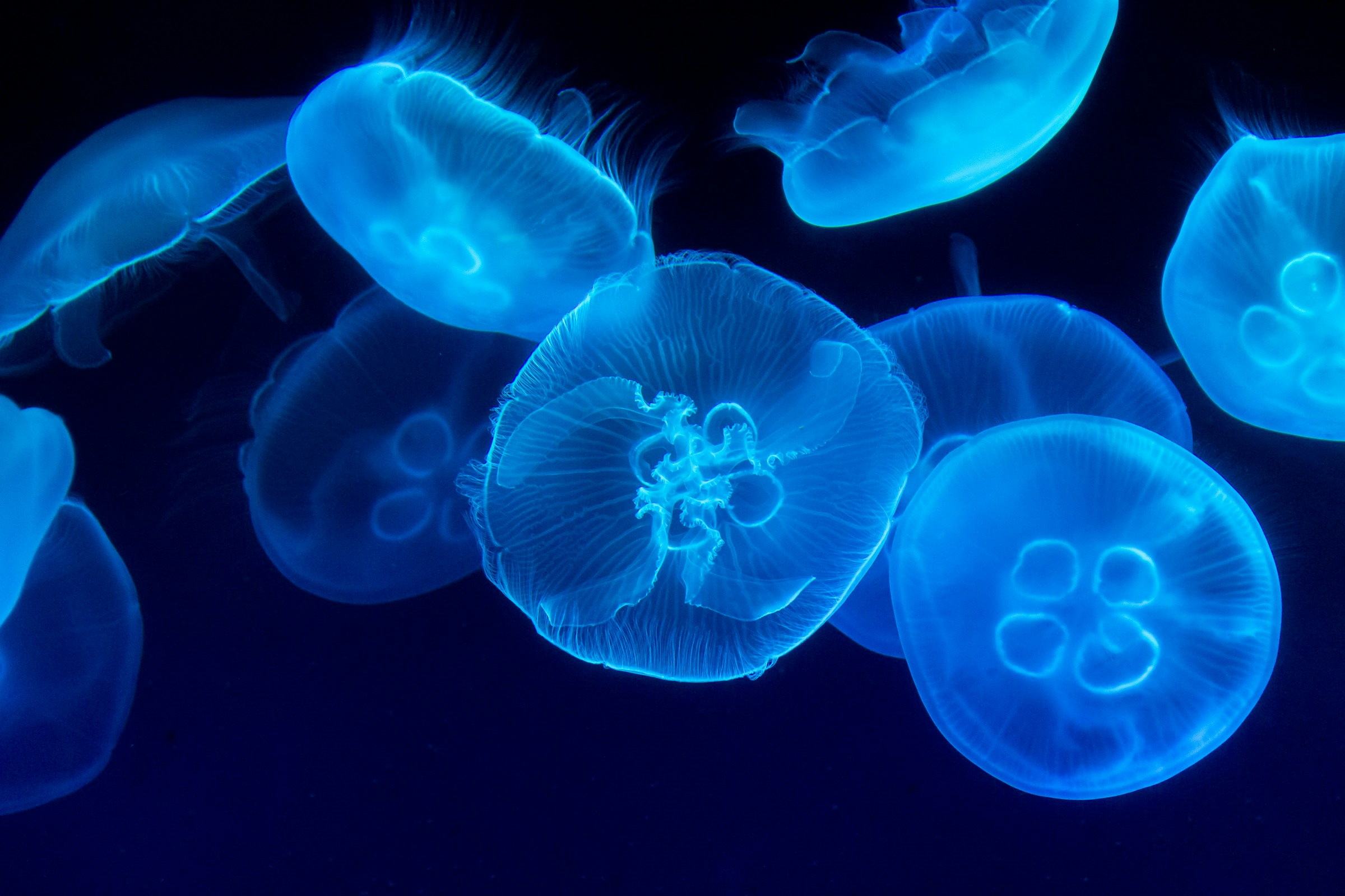 Hoe een fluorescerende kwal helpt bij het opsporen van virussen