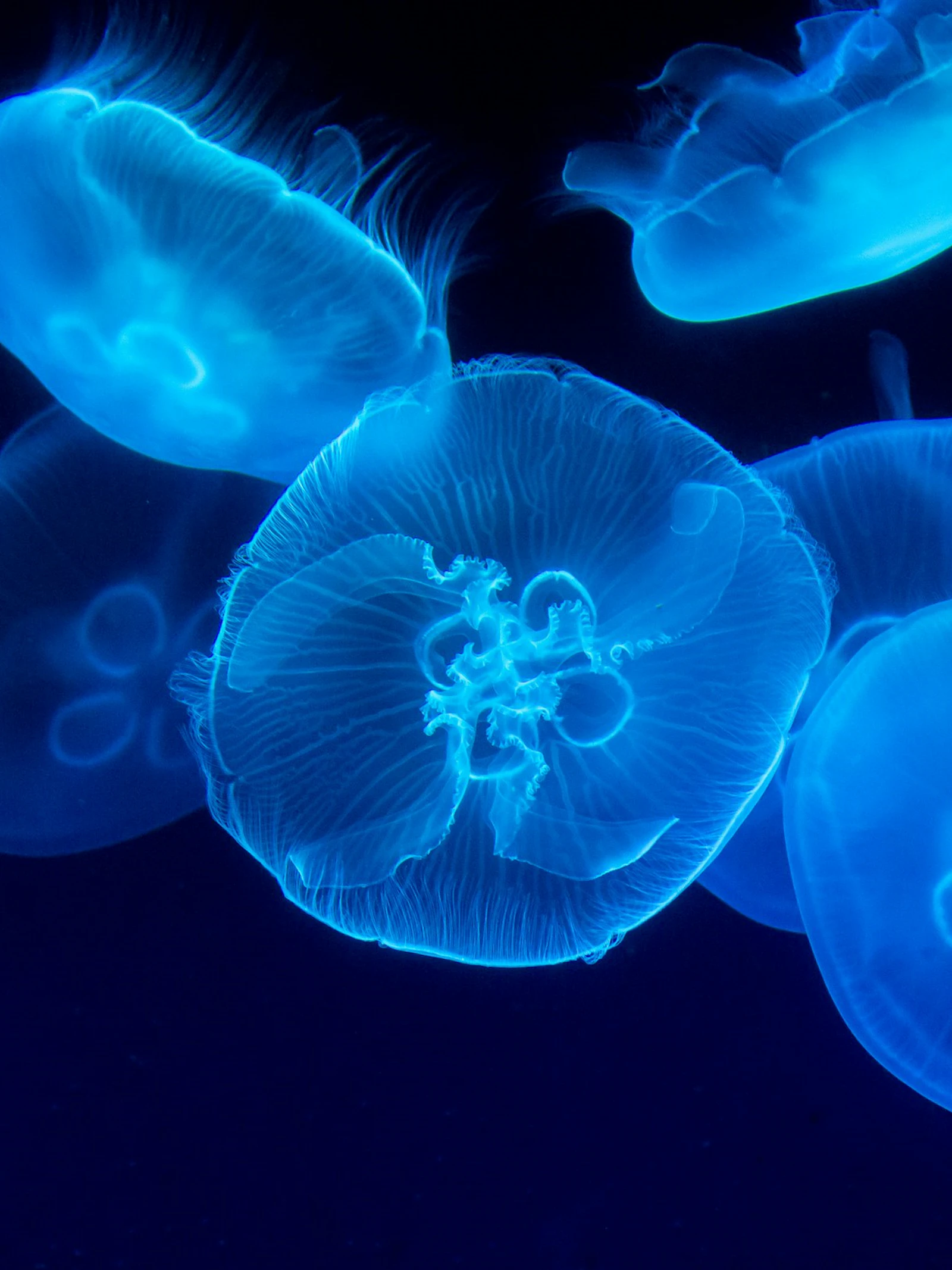 Hoe een fluorescerende kwal helpt bij het opsporen van virussen