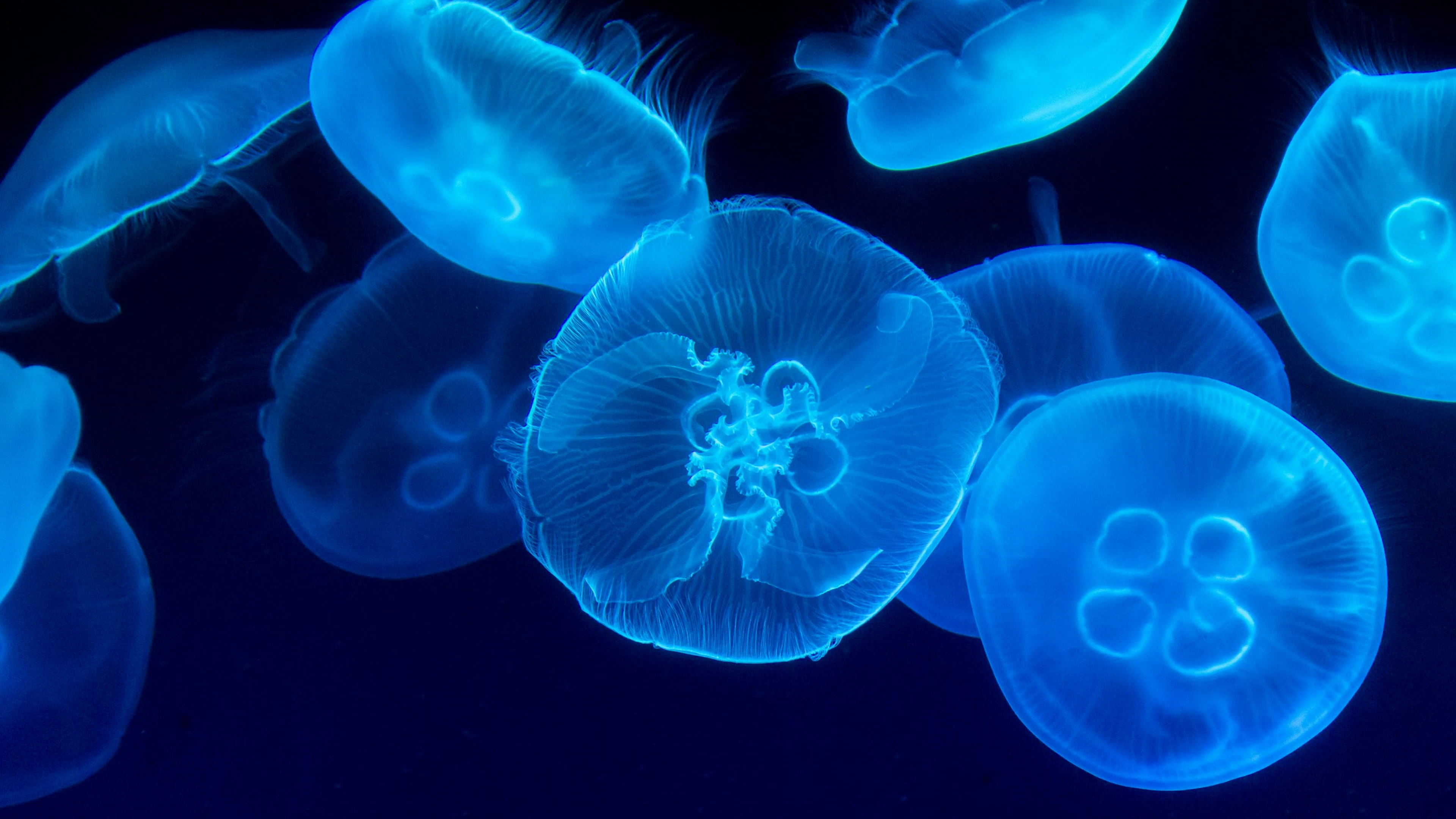 Hoe een fluorescerende kwal helpt bij het opsporen van virussen