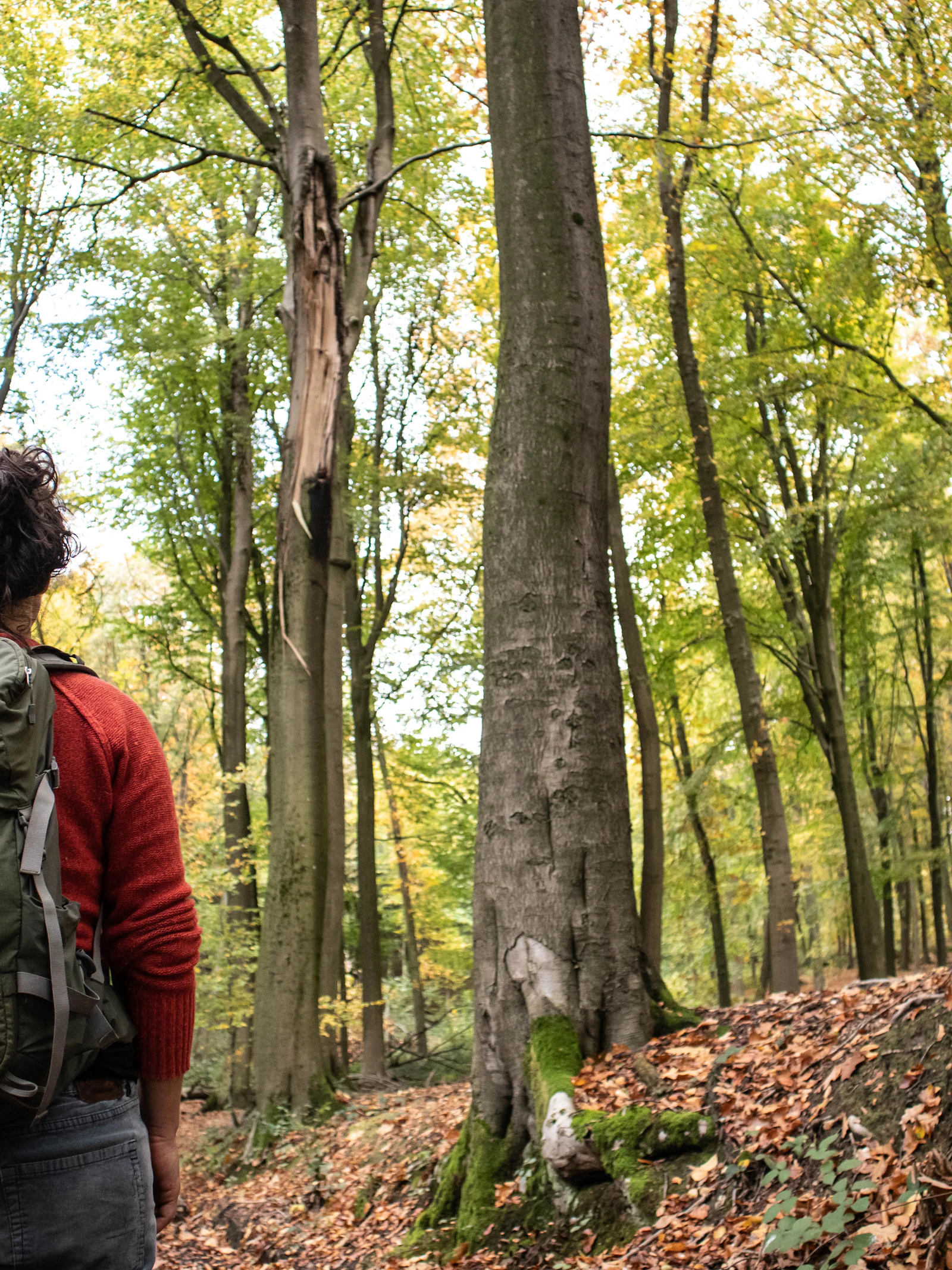 Bossen met een burn-out
