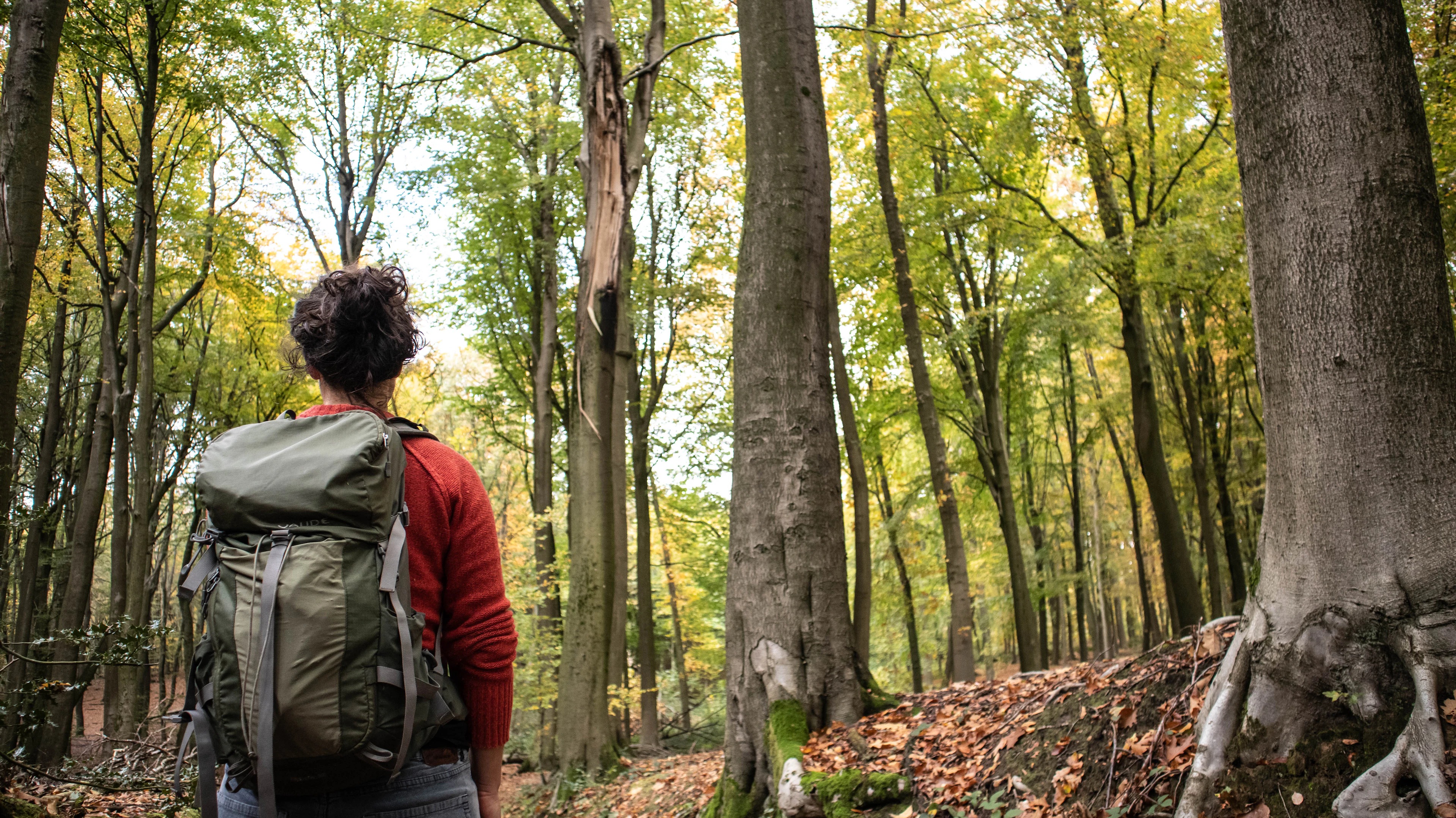 Bossen met een burn-out