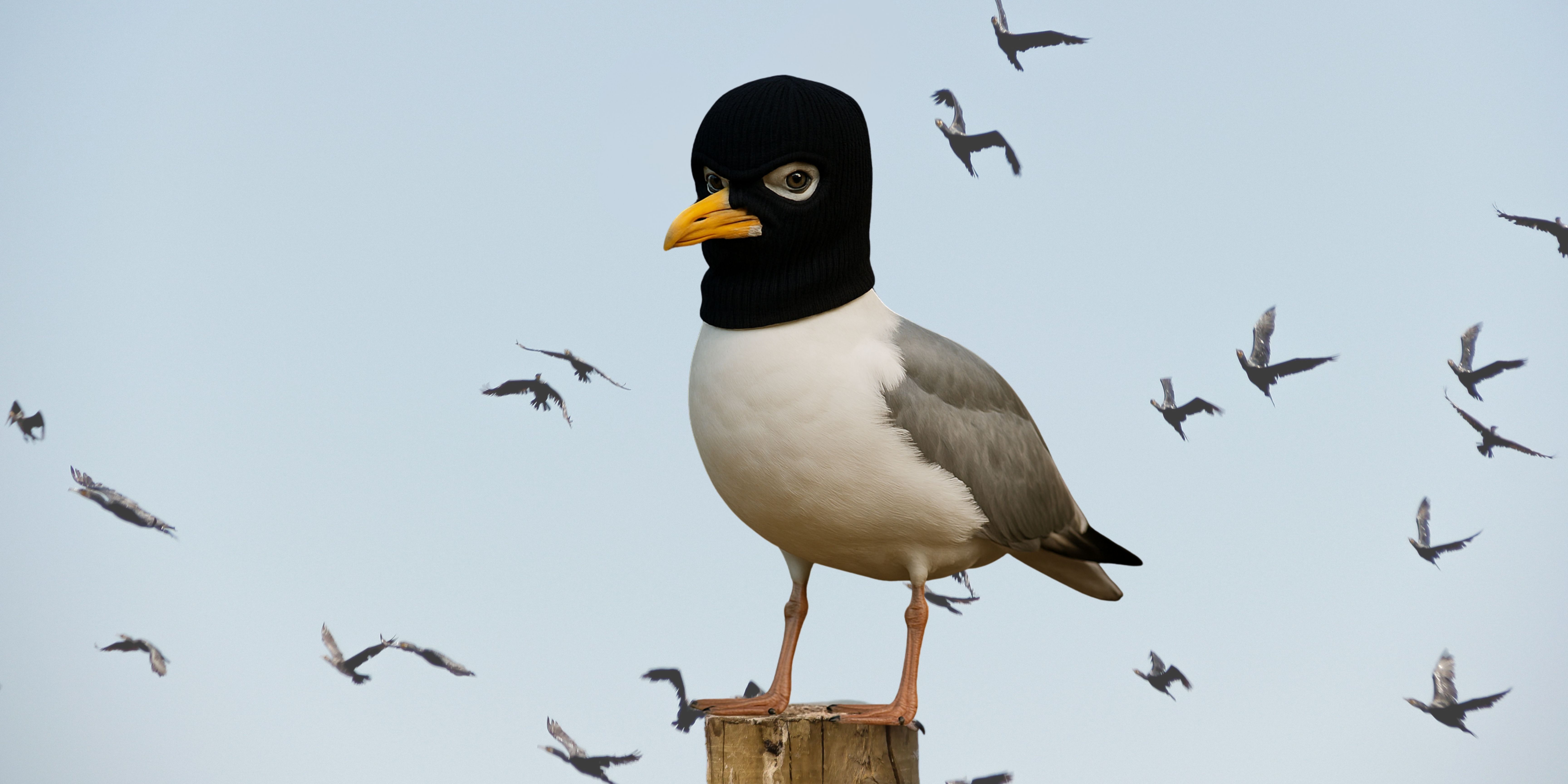 De slimme schurk van de kust!