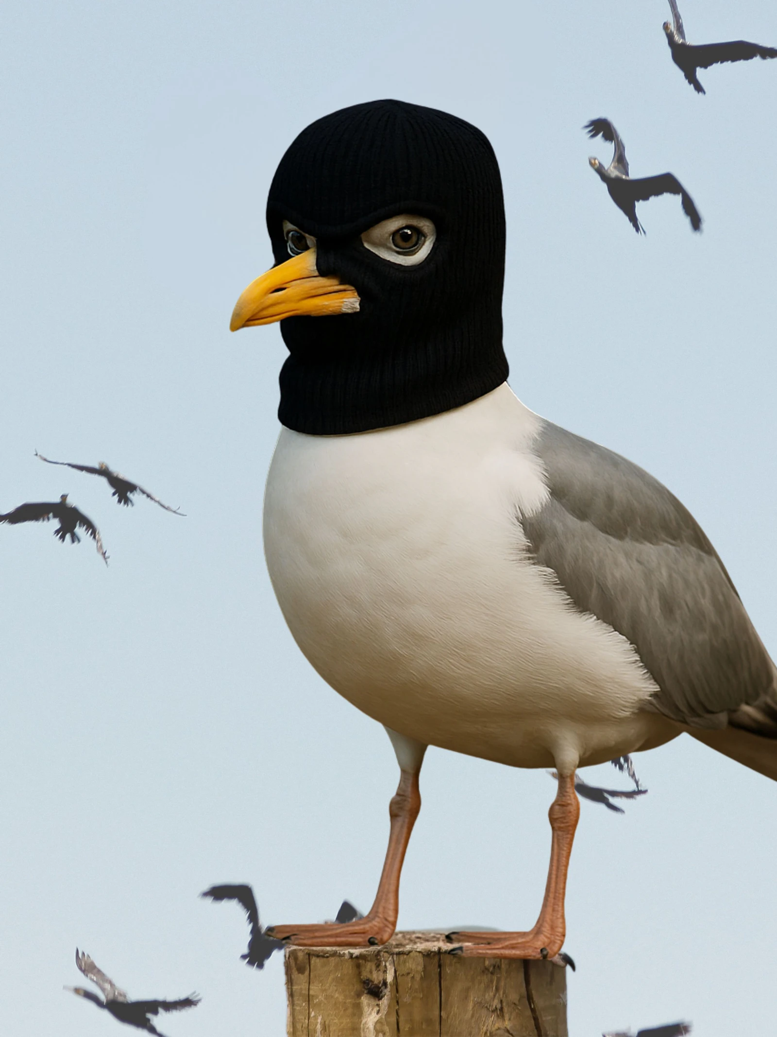 De slimme schurk van de kust!