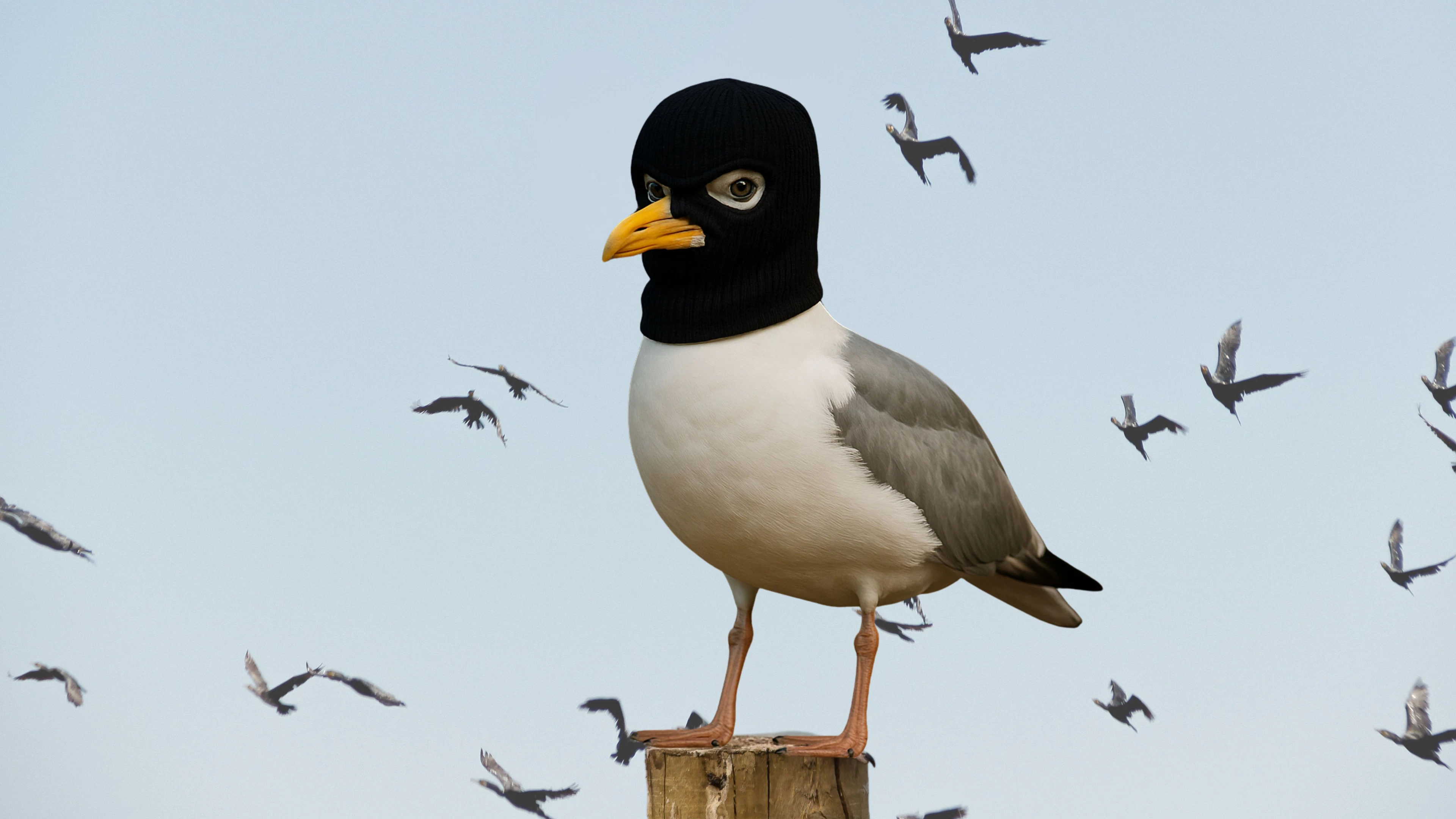 De slimme schurk van de kust!