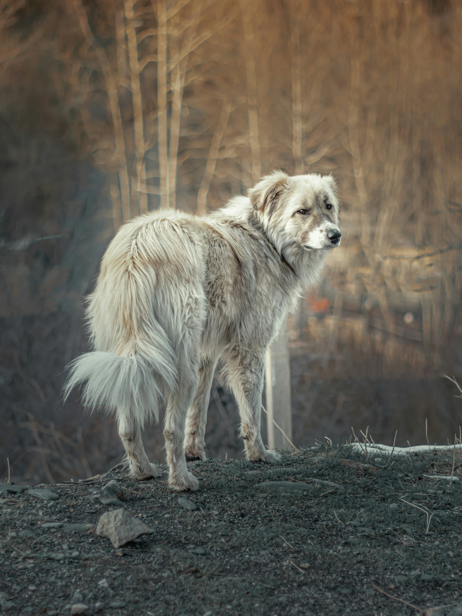 Honden volgden het voetspoor van de mens: ‘Ons migratieverhaal komt sterk overeen’