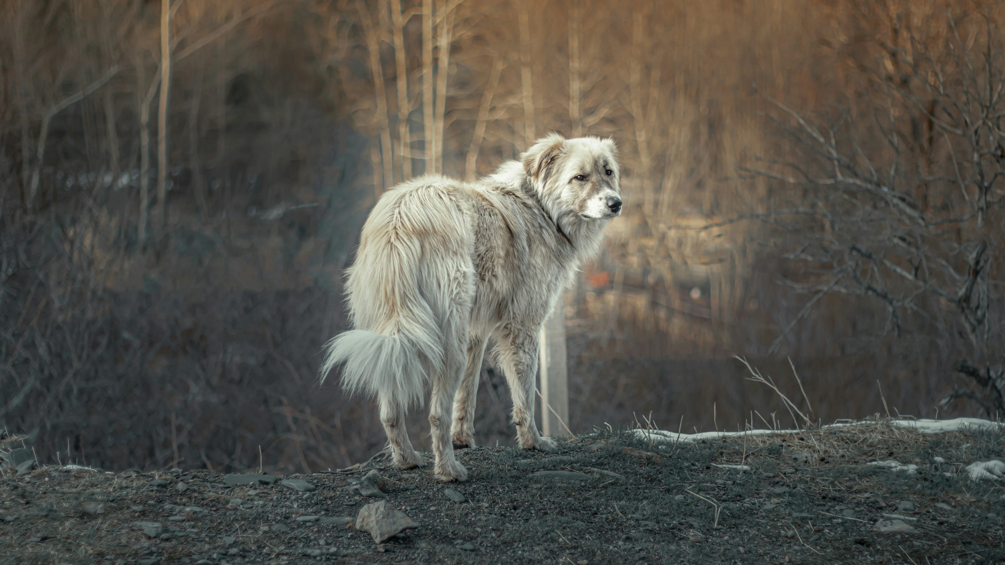 Honden volgden het voetspoor van de mens: ‘Ons migratieverhaal komt sterk overeen’