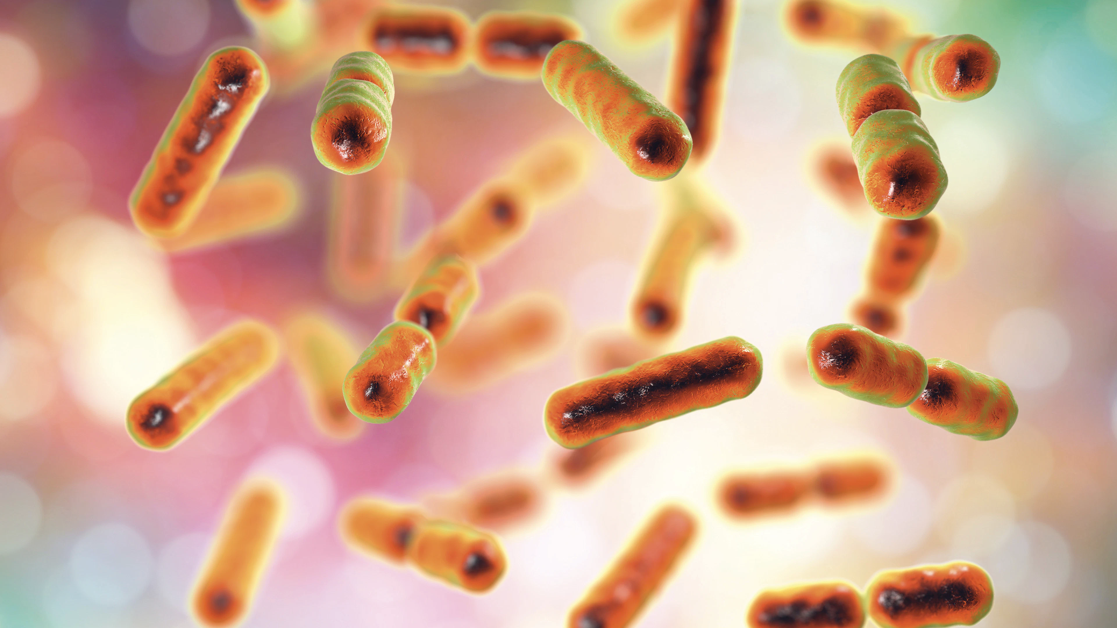 Gezonde darmbacteriën tegen fibromyalgie