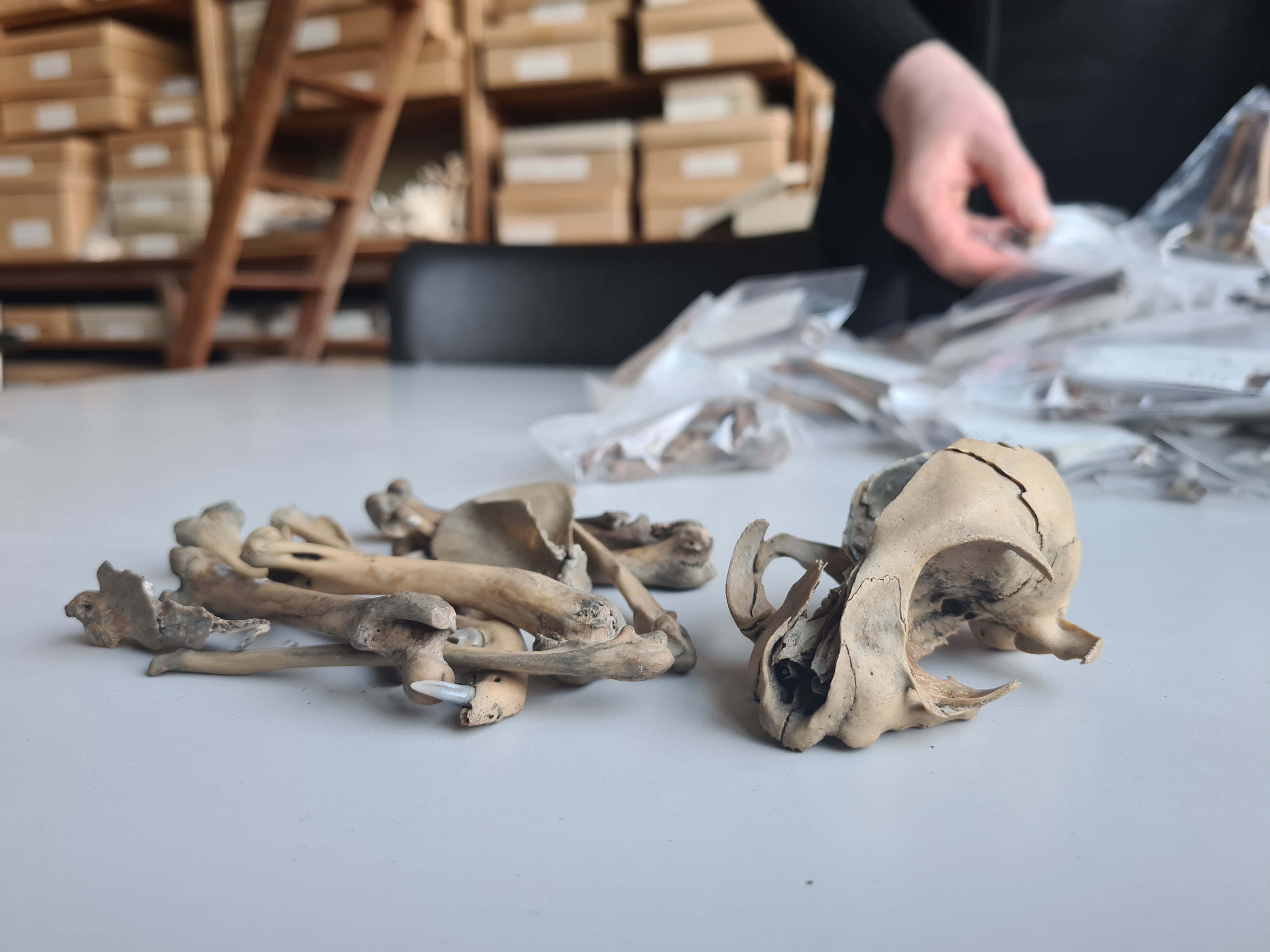 Kattenschedel en -beenderen die werden gevonden tijdens de opgravingen van Parking 58 in Brussel en gebruikt werden in de studie. (c) Instituut voor Natuurwetenschappen