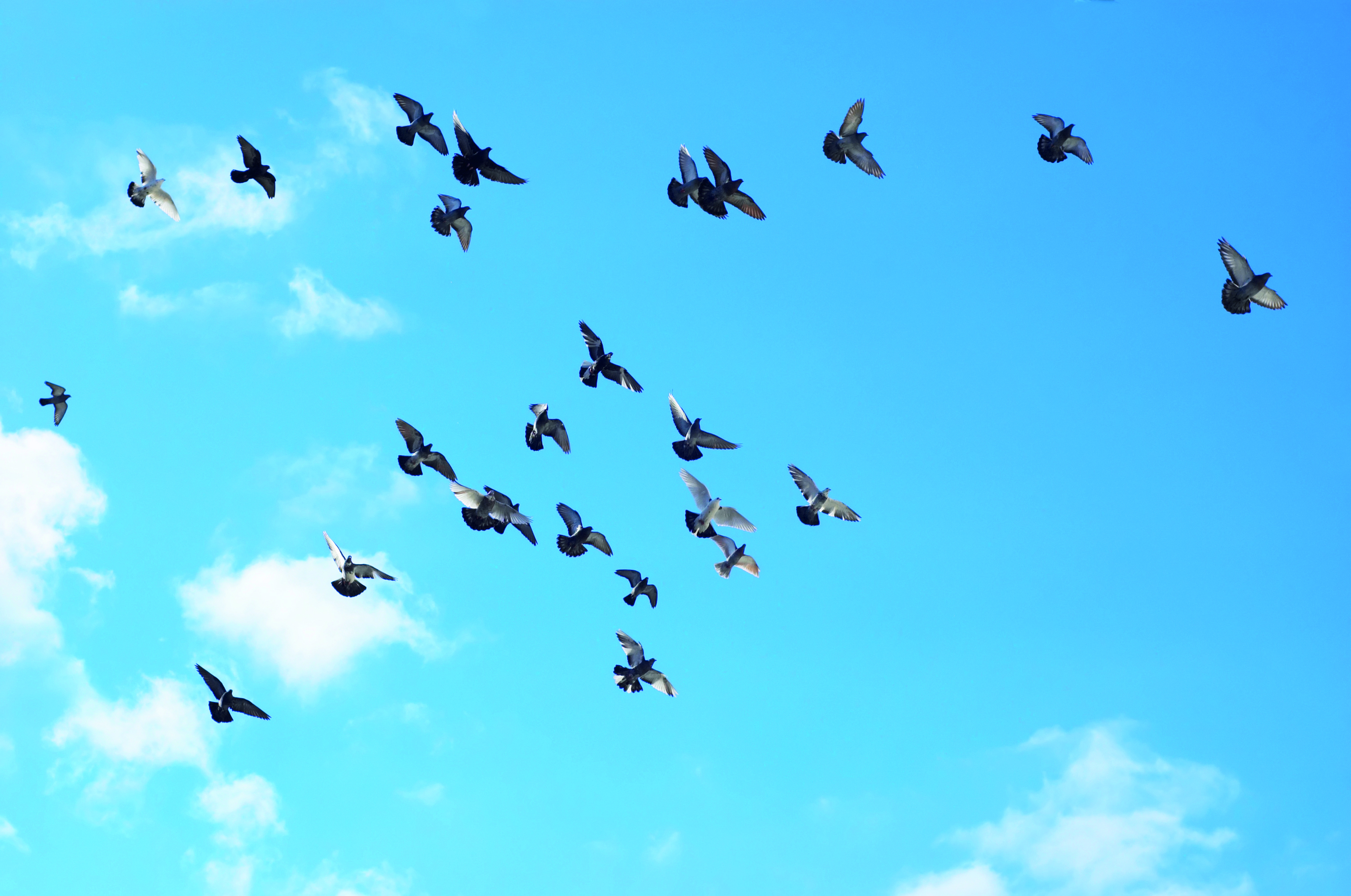 Zit ‘vogelkompas’ in de oren?
