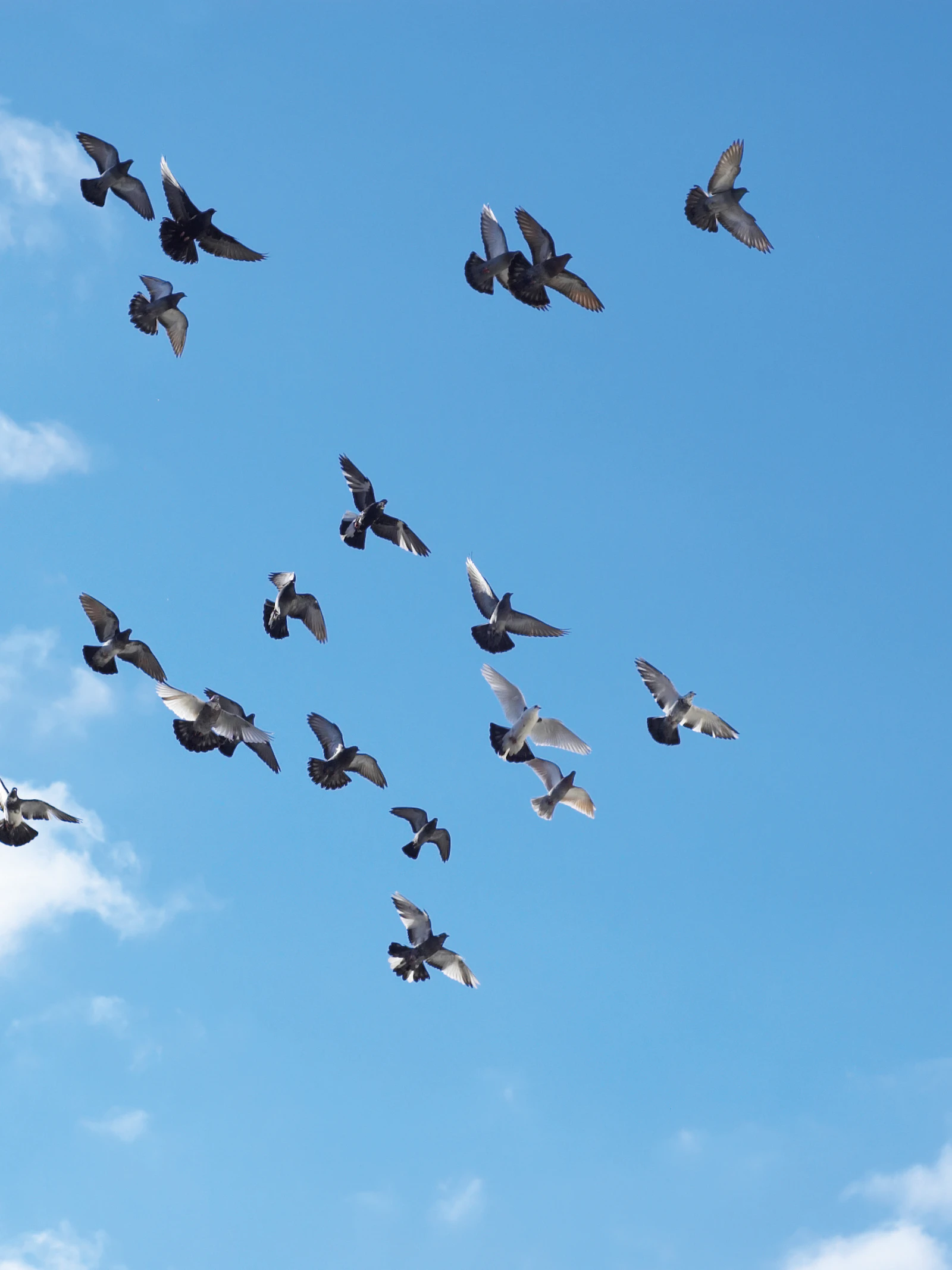 Zit ‘vogelkompas’ in de oren?