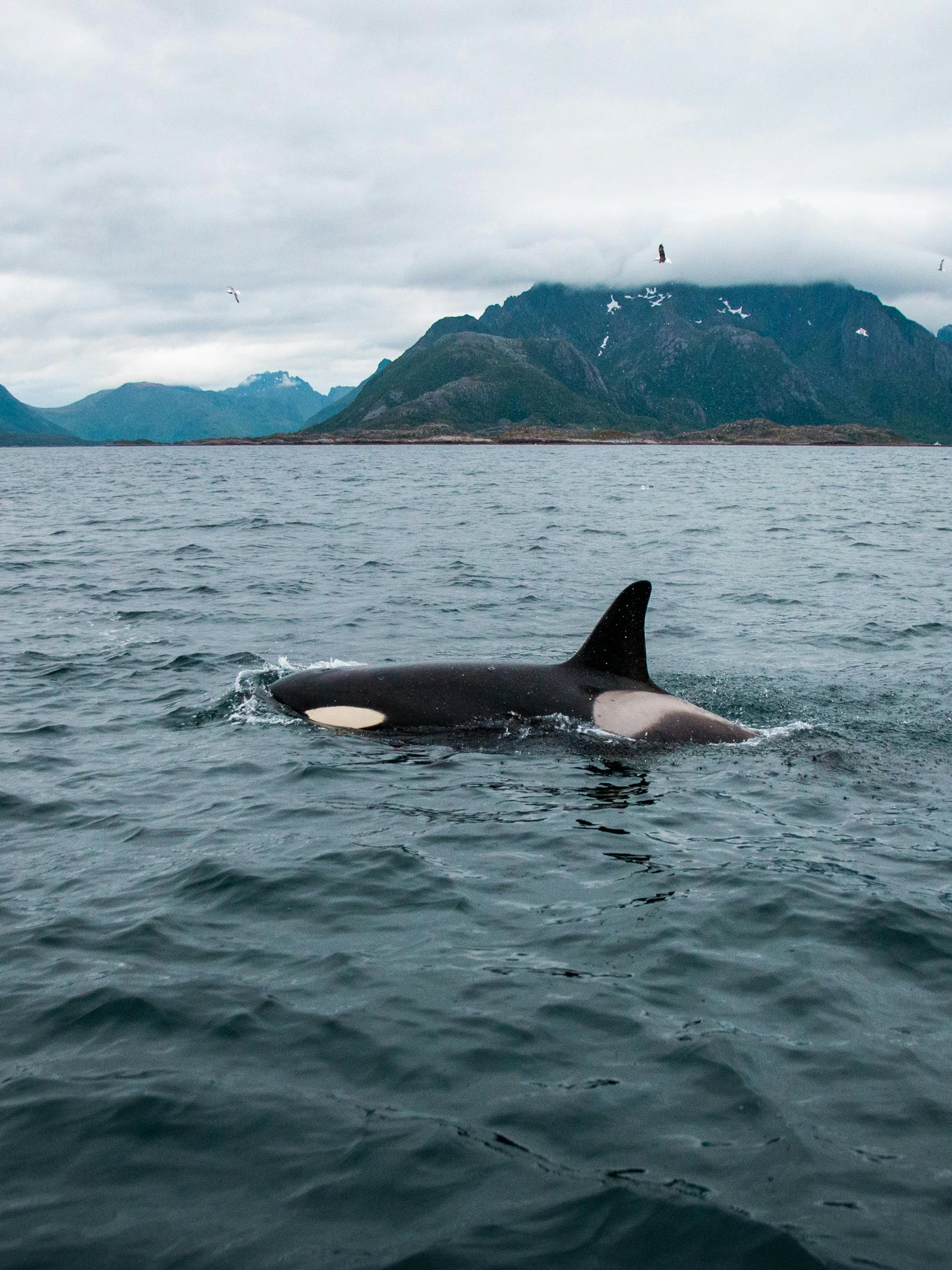 Orka’s zijn meesters van de oceaanjacht