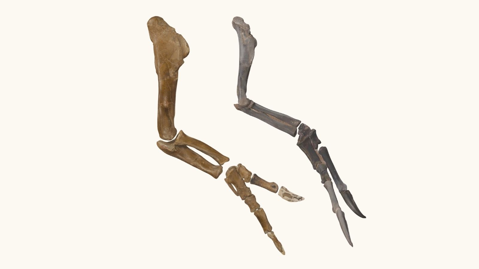 Nanotyrannus was geen T. rex-tiener