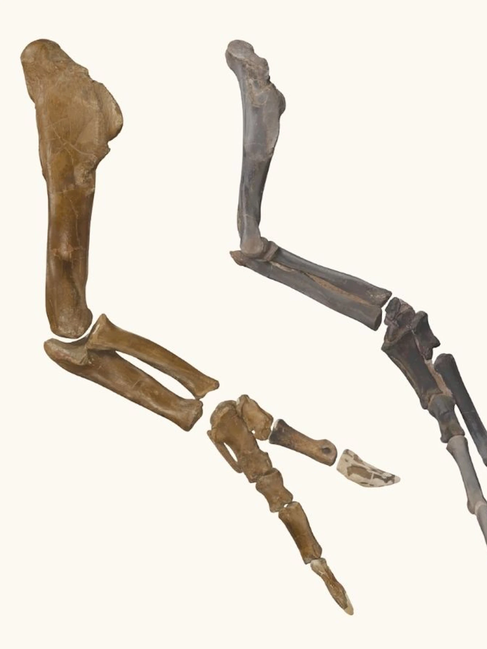 Nanotyrannus was geen T. rex-tiener