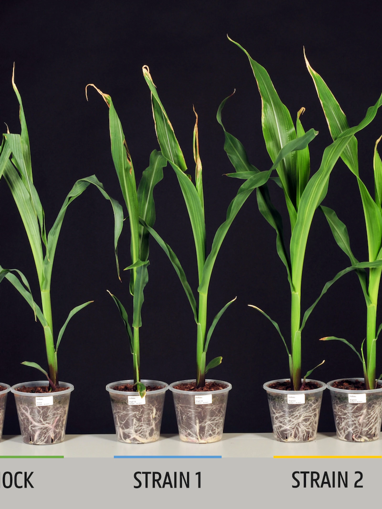 Bacteriën als plantenmest: hoe bodembacteriën planten helpen groeien bij droogte