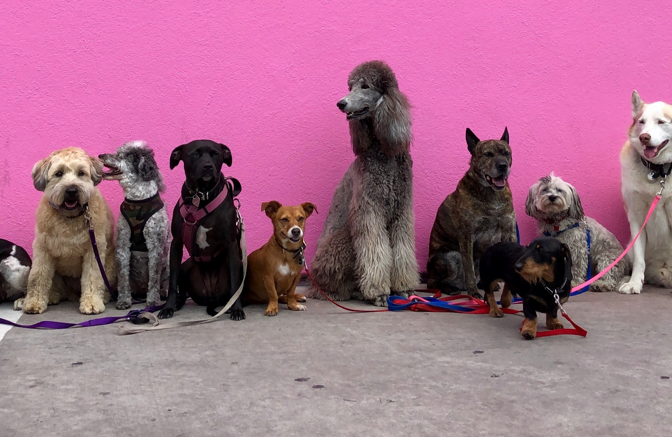 Honden leren nieuwe woorden via gesprekken tussen mensen