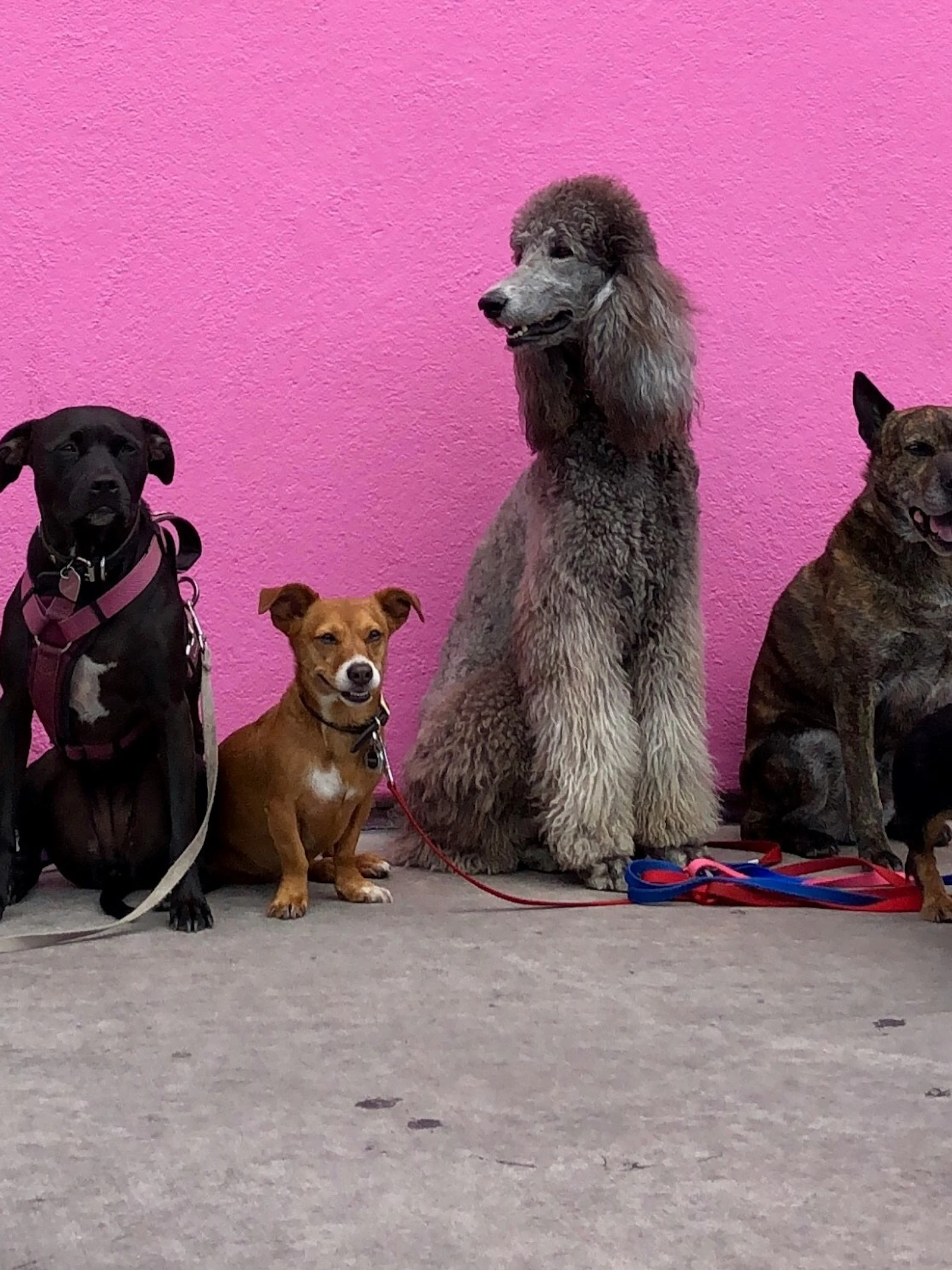 Honden leren nieuwe woorden via gesprekken tussen mensen