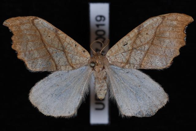 Falcaria bilineata-vlinder