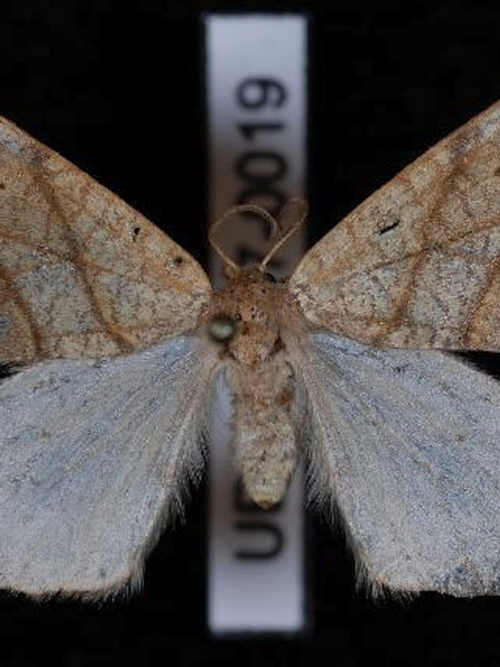 Foto door Jeremy deWaard, University of British Columbia, CC BY 3.0 via Wikimedia Commons Falcaria bilineata-vlinder