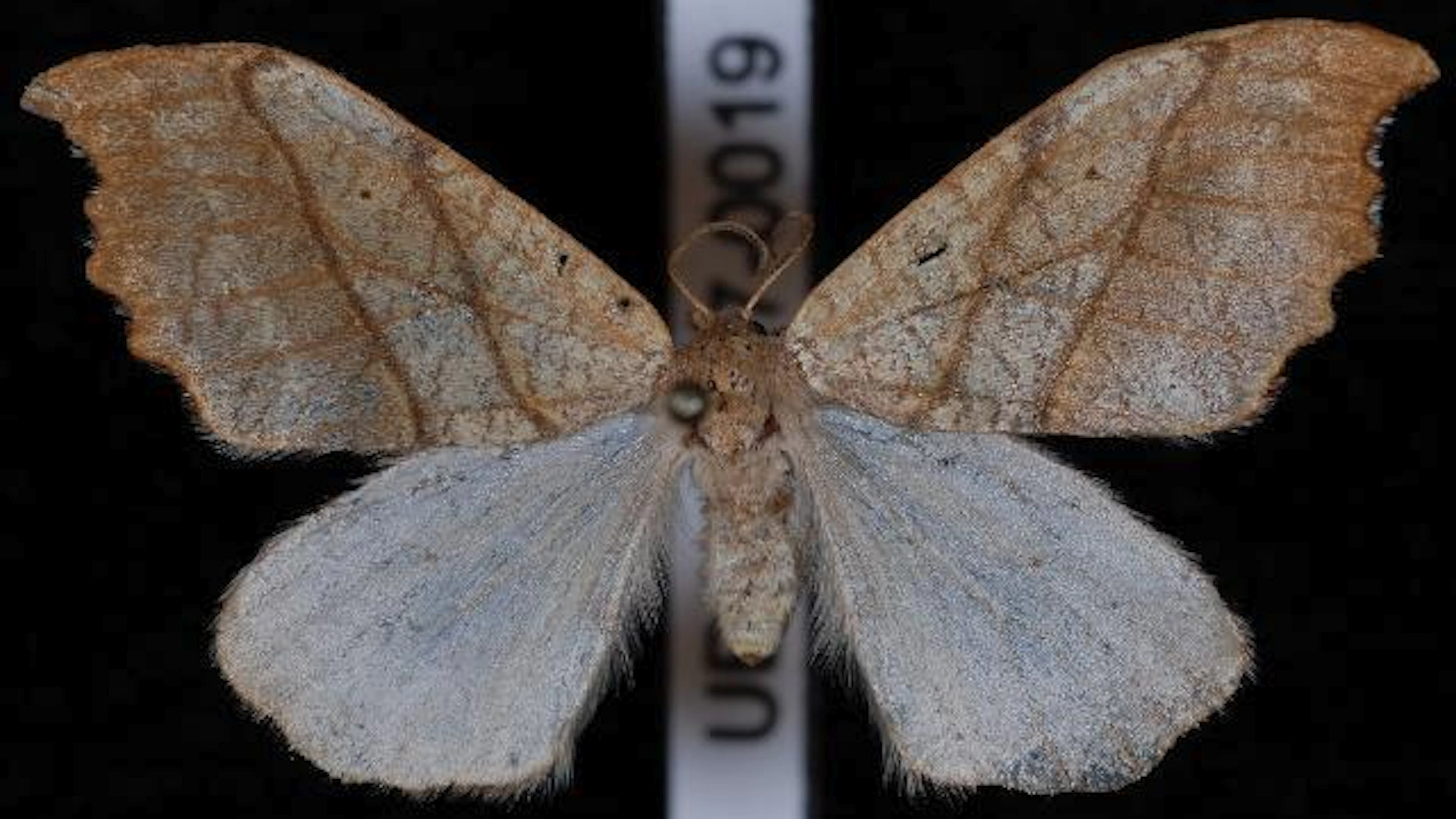 Foto door Jeremy deWaard, University of British Columbia, CC BY 3.0 via Wikimedia Commons Falcaria bilineata-vlinder