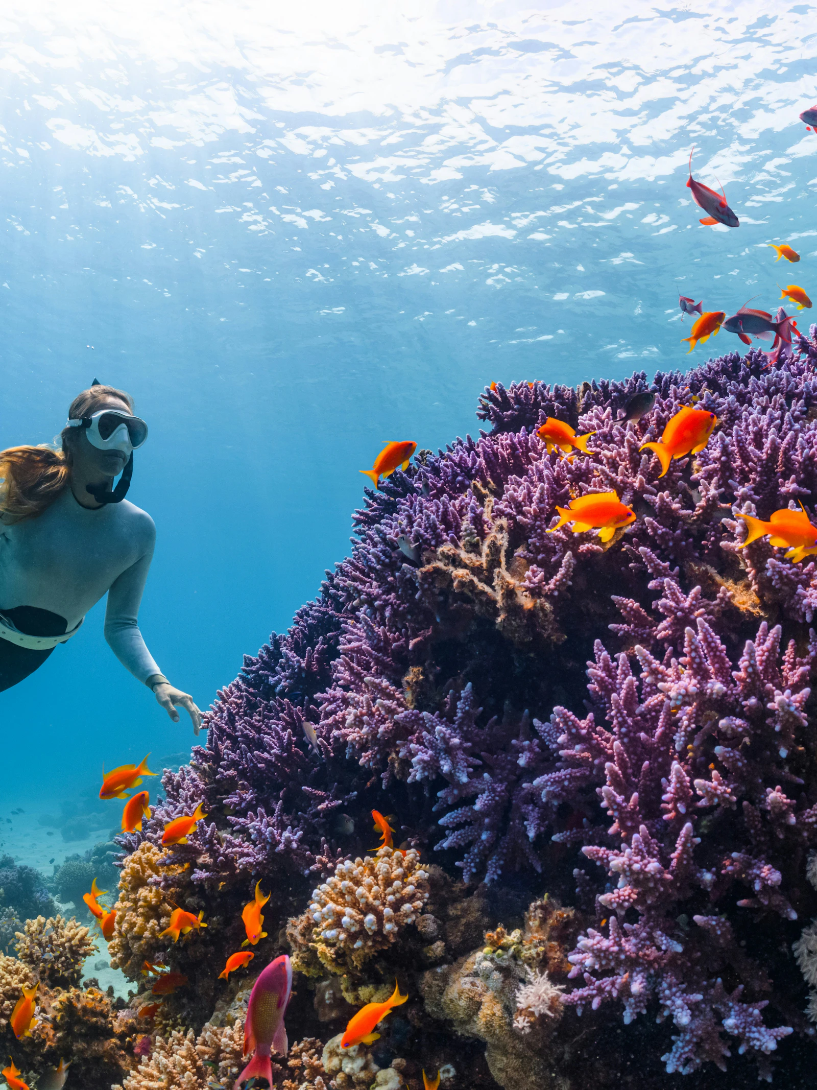 Foto door NEOM via Unsplash Duikers kunnen vissenvrienden maken