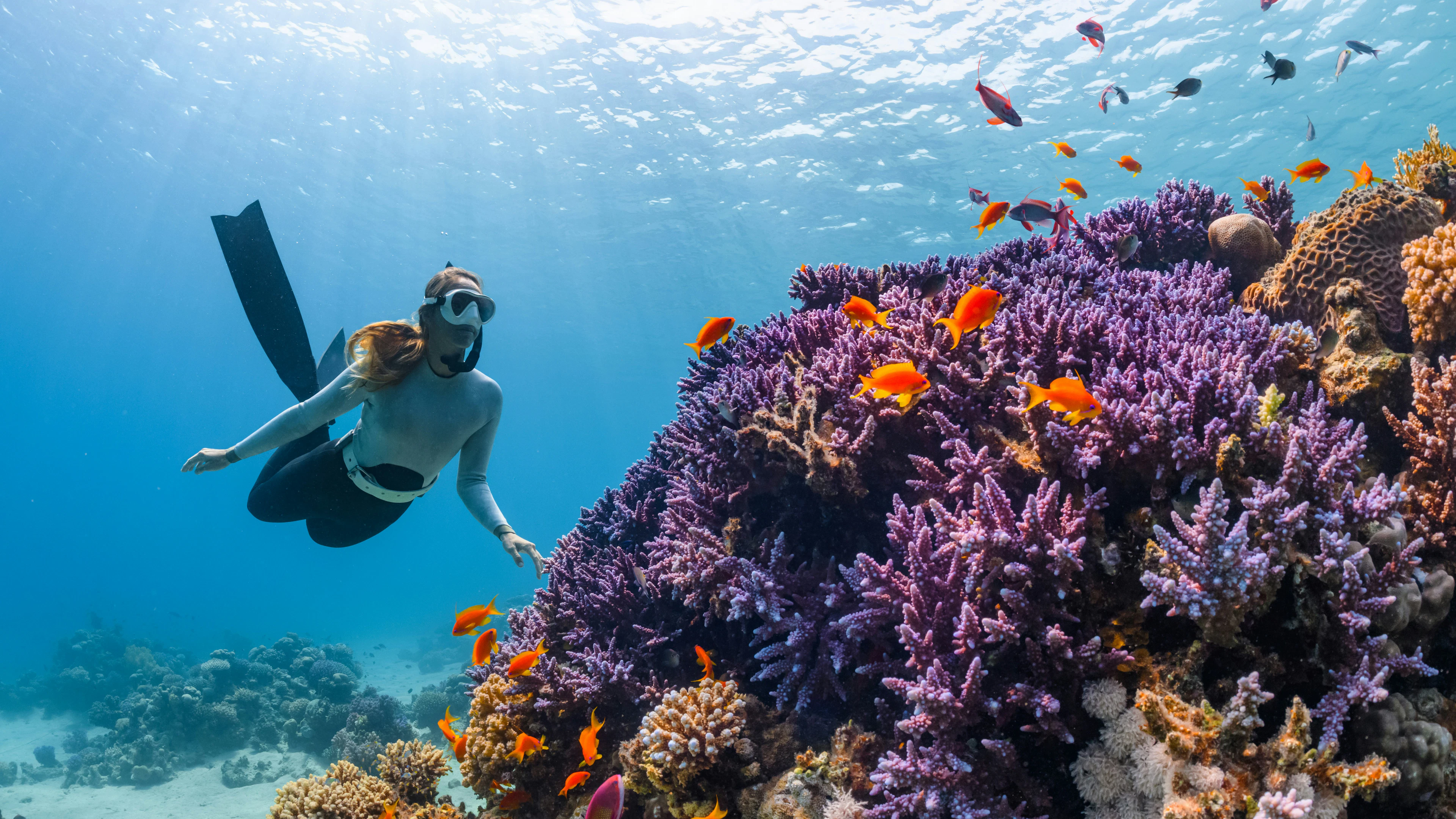 Foto door NEOM via Unsplash Duikers kunnen vissenvrienden maken