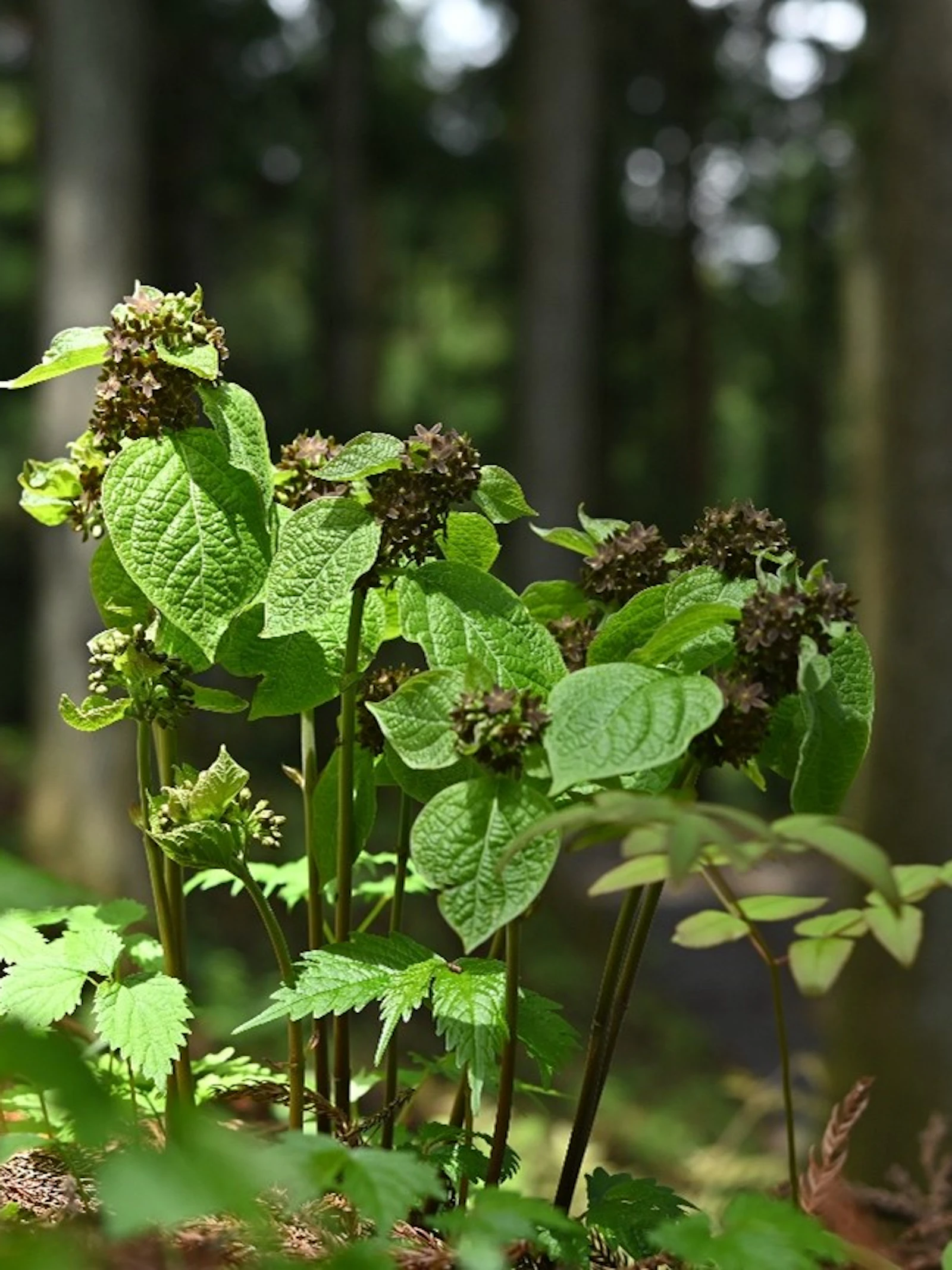 Deze plant trekt bestuivers aan door de geur van gewonde mieren na te bootsen