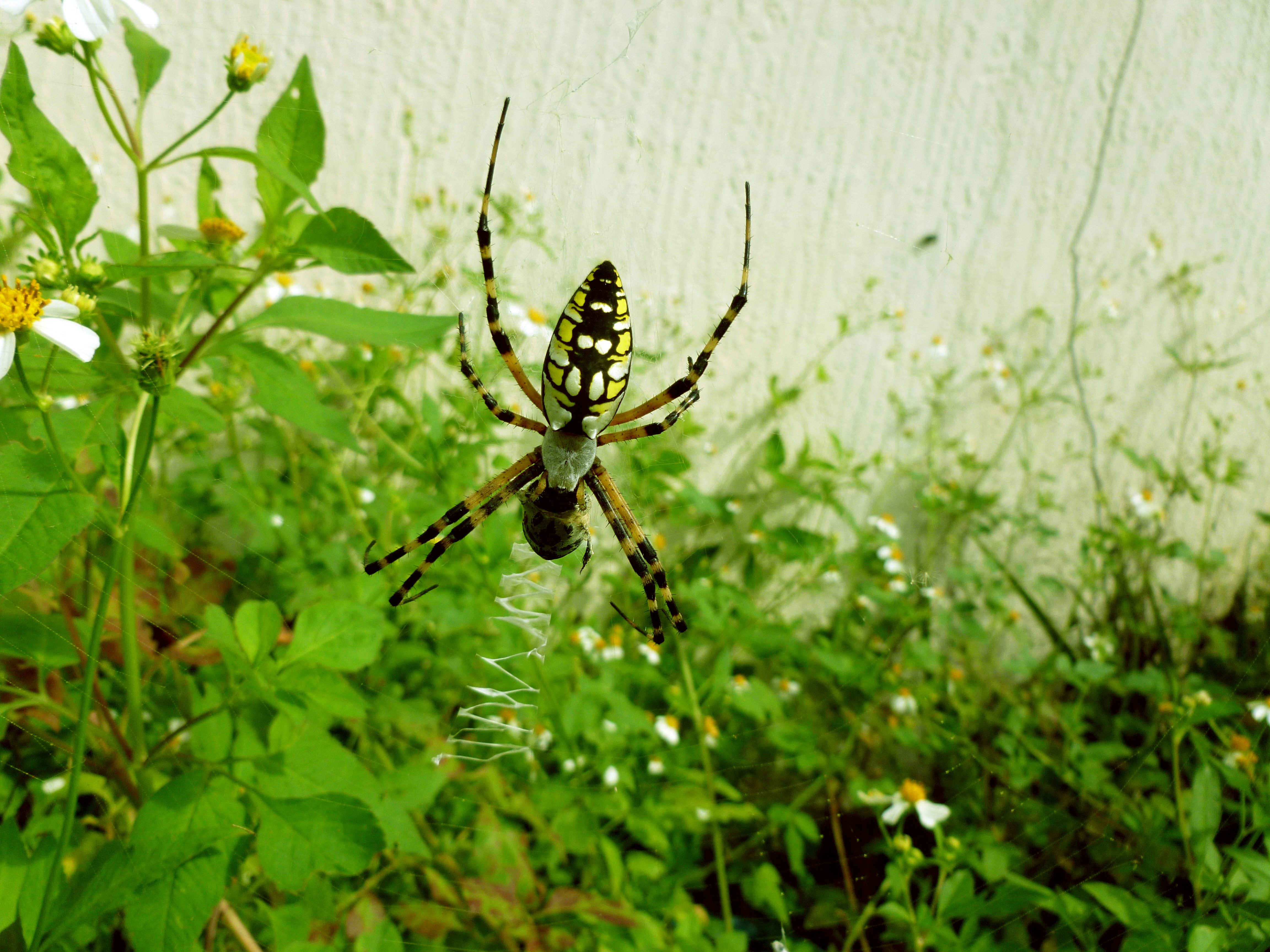 Deze spin van het geslacht Argiope heeft haar web versierd met een zigzagpatroon. Deze dikke zigzaglaag beïnvloedt de trillingen in het web en helpt de spin de gevangen prooi te vinden.
