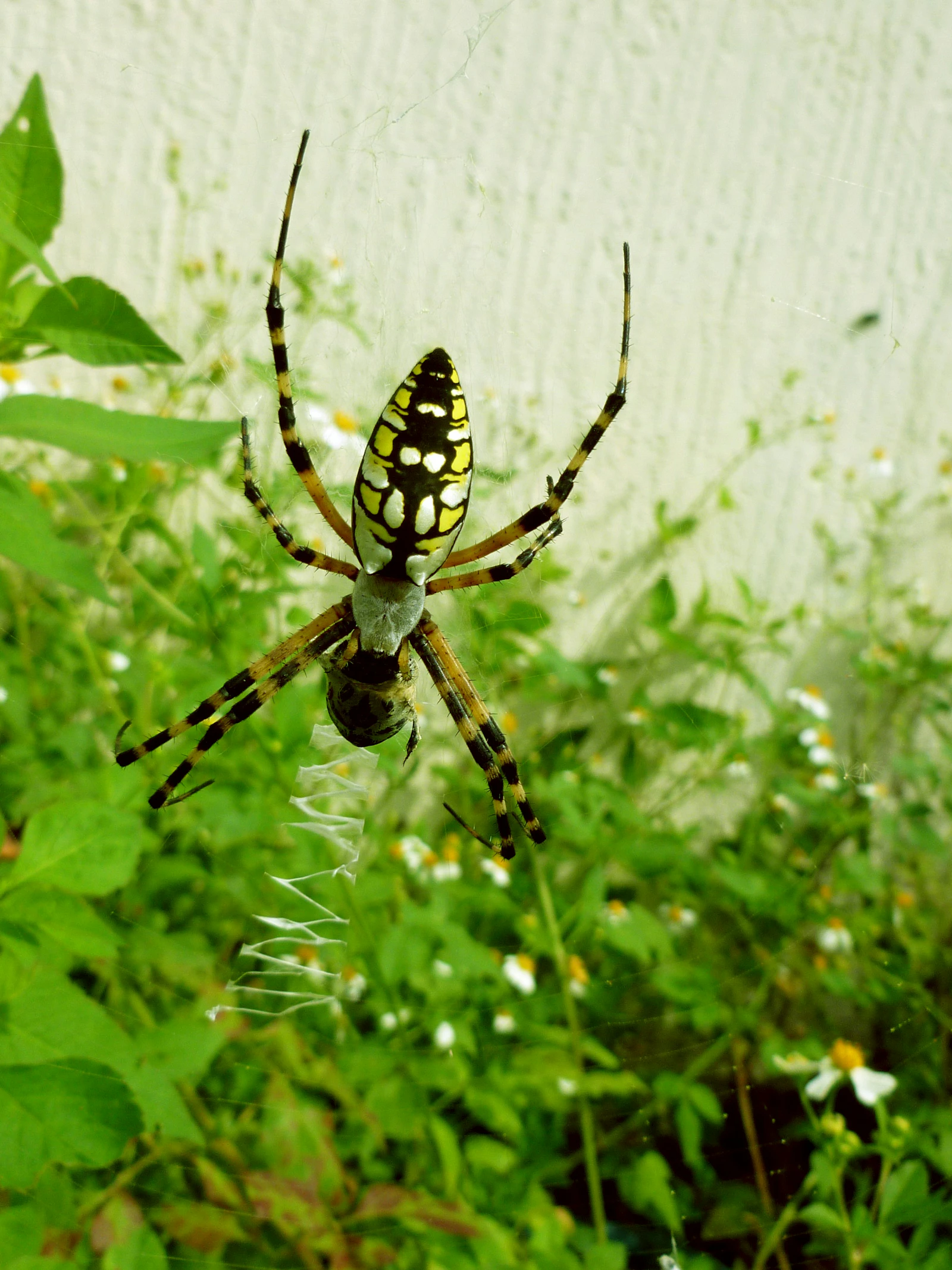 Deze spin van het geslacht Argiope heeft haar web versierd met een zigzagpatroon. Deze dikke zigzaglaag beïnvloedt de trillingen in het web en helpt de spin de gevangen prooi te vinden.
