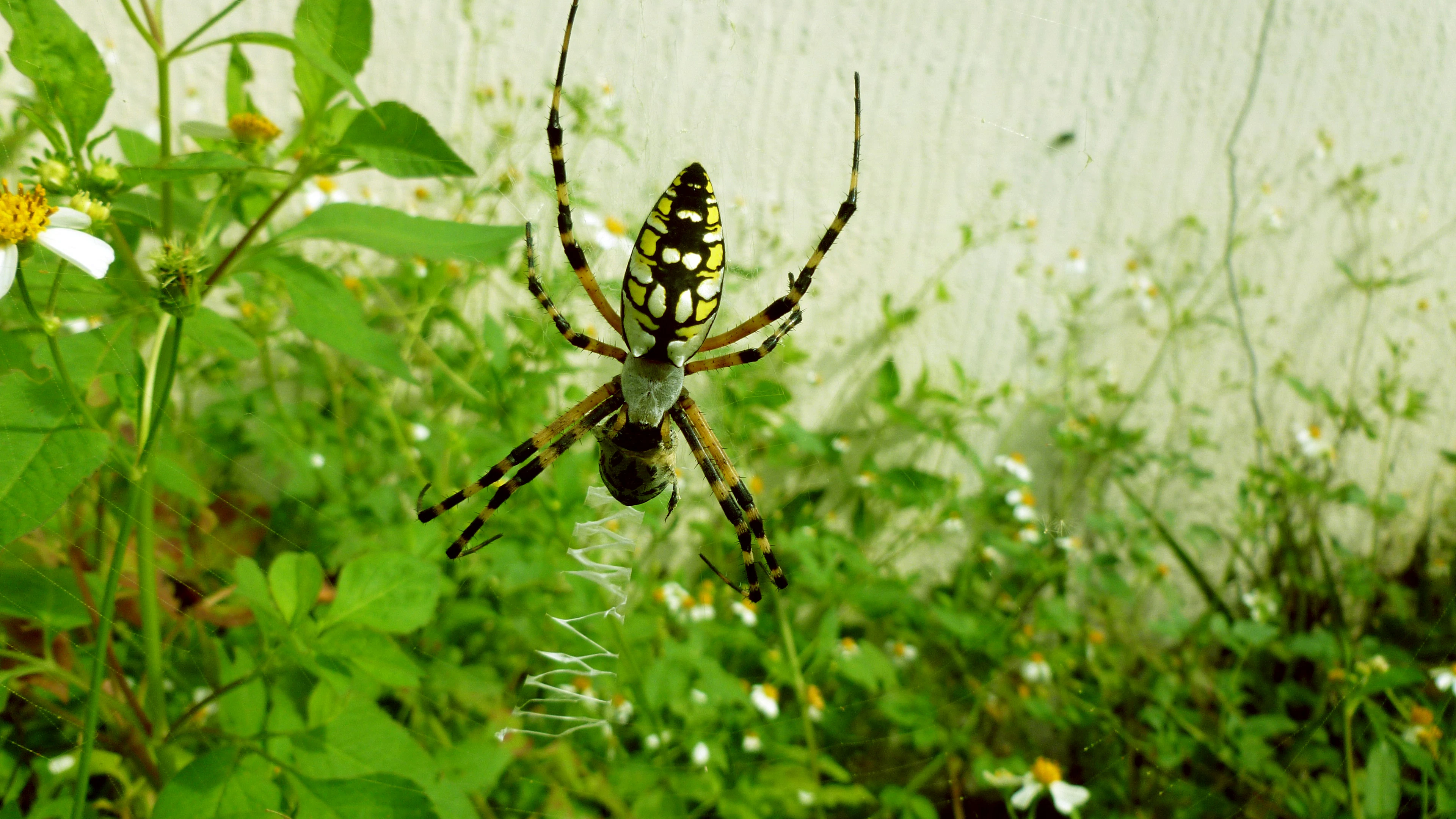 Deze spin van het geslacht Argiope heeft haar web versierd met een zigzagpatroon. Deze dikke zigzaglaag beïnvloedt de trillingen in het web en helpt de spin de gevangen prooi te vinden.