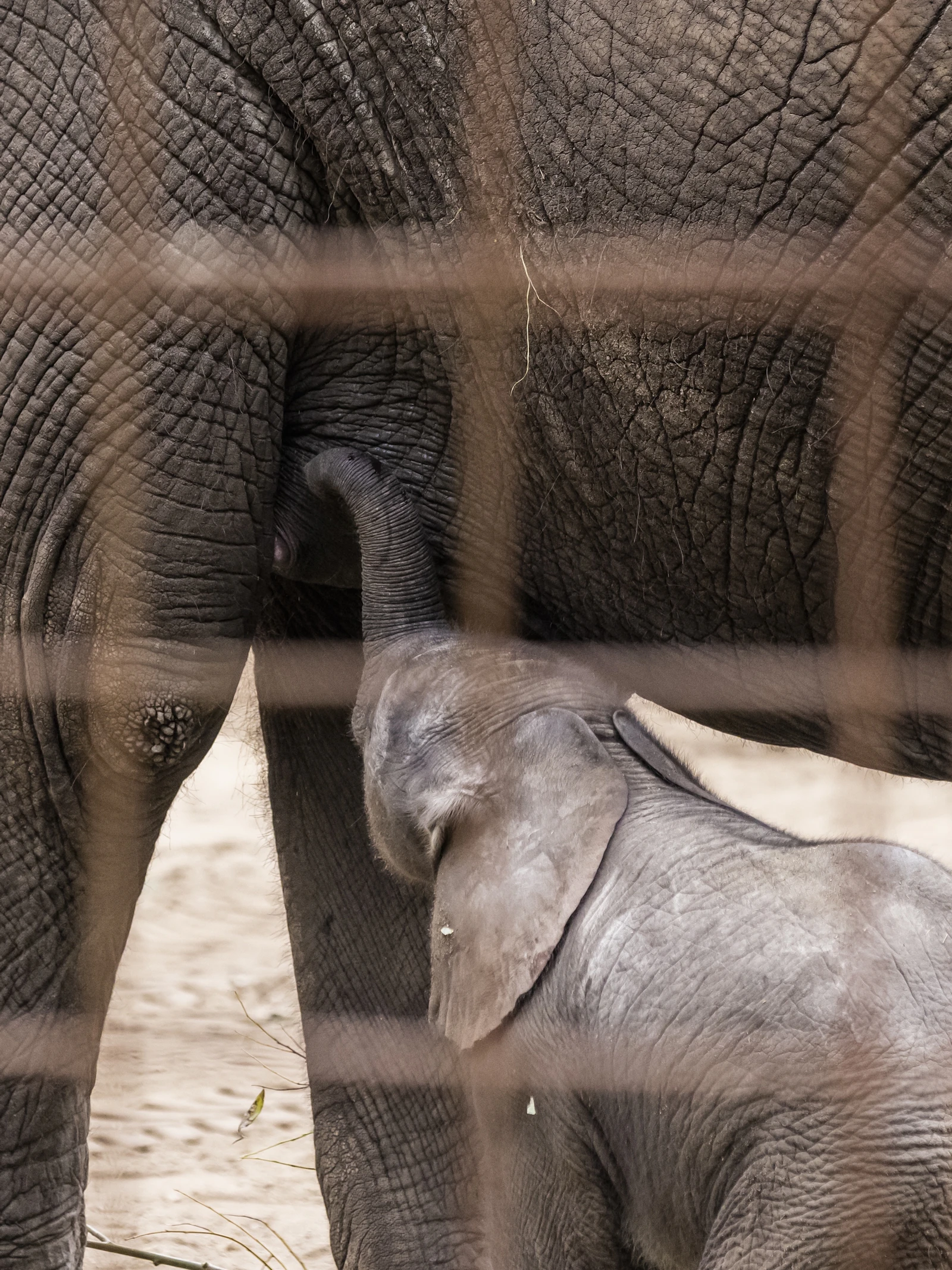 De dierentuin vergrijst: ‘Soms moeten dierentuinen gezonde dieren doden’
