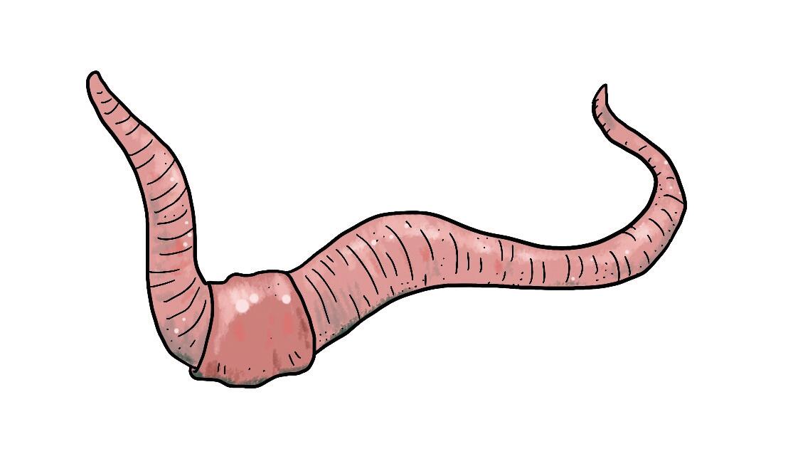 De belangrijkste kakmachine ter wereld