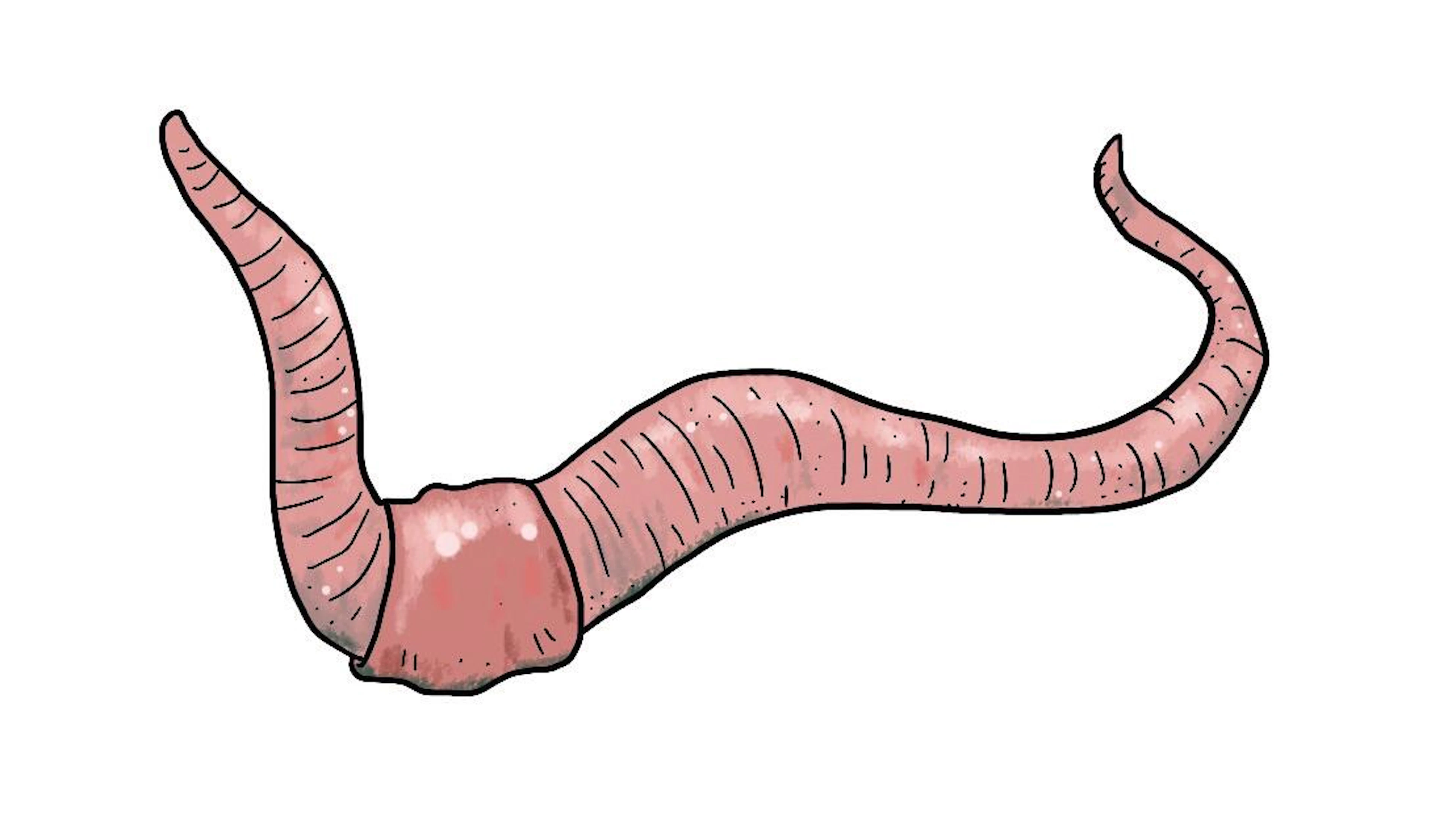 De belangrijkste kakmachine ter wereld
