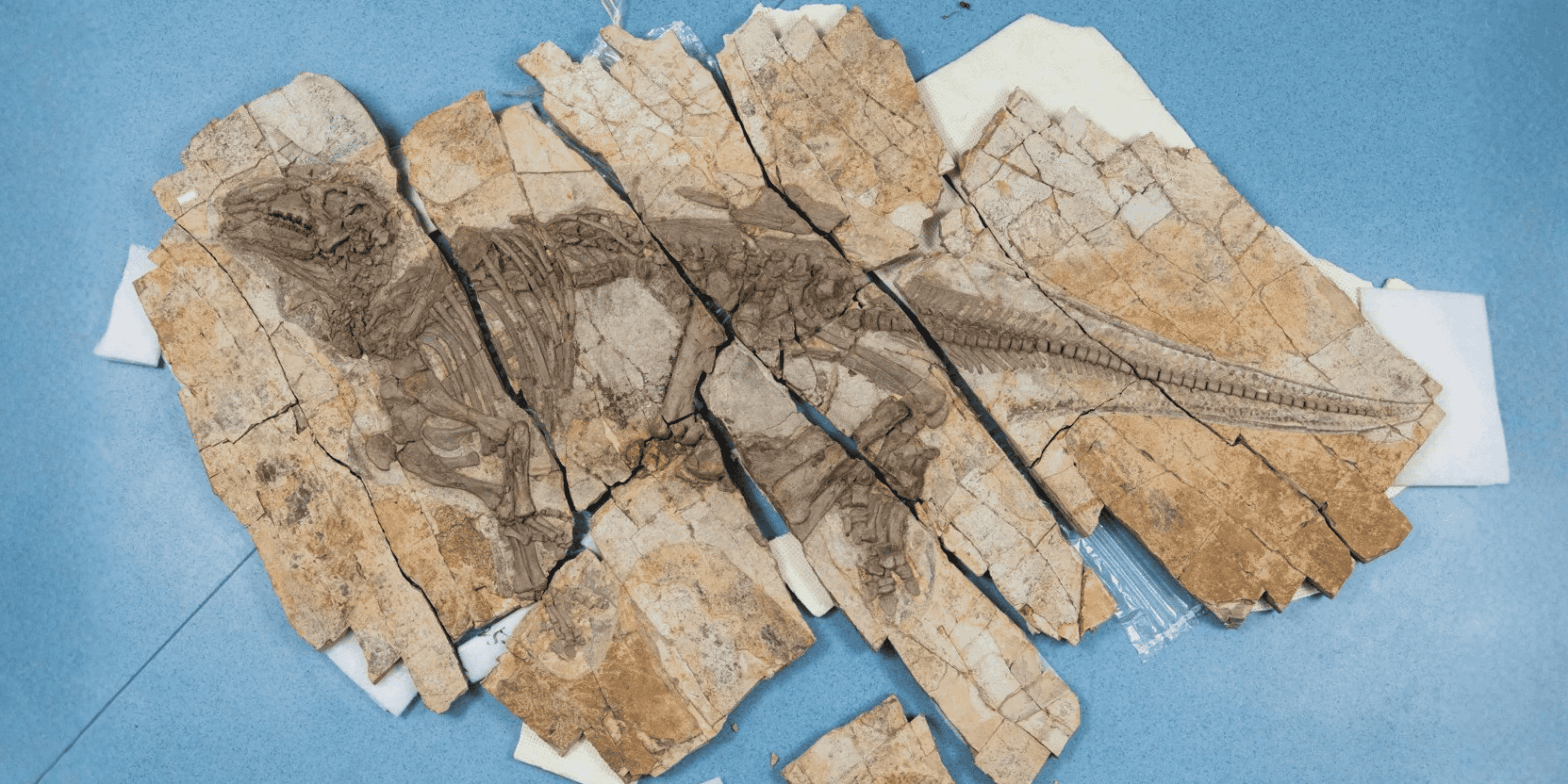 Het uitzonderlijk goed bewaarde skelet van Haolong dongi, de “stekelige draak”, in de collecties van het Anhui Geological Museum, Hefei (China). (Foto: Thierry Hubin, Instituut voor Natuurwetenschappen)