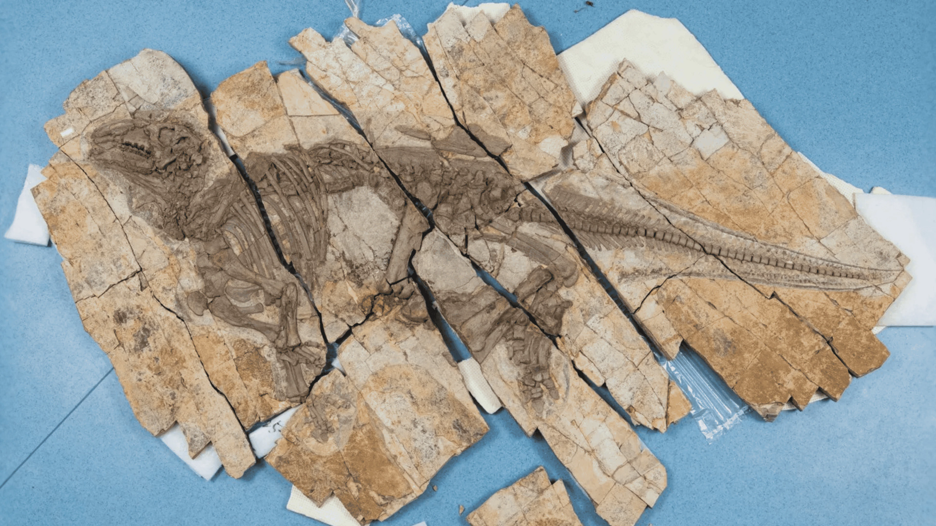 Het uitzonderlijk goed bewaarde skelet van Haolong dongi, de “stekelige draak”, in de collecties van het Anhui Geological Museum, Hefei (China). (Foto: Thierry Hubin, Instituut voor Natuurwetenschappen) Het uitzonderlijk goed bewaarde skelet van Haolong dongi, de “stekelige draak”, in de collecties van het Anhui Geological Museum, Hefei (China). (Foto: Thierry Hubin, Instituut voor Natuurwetenschappen)