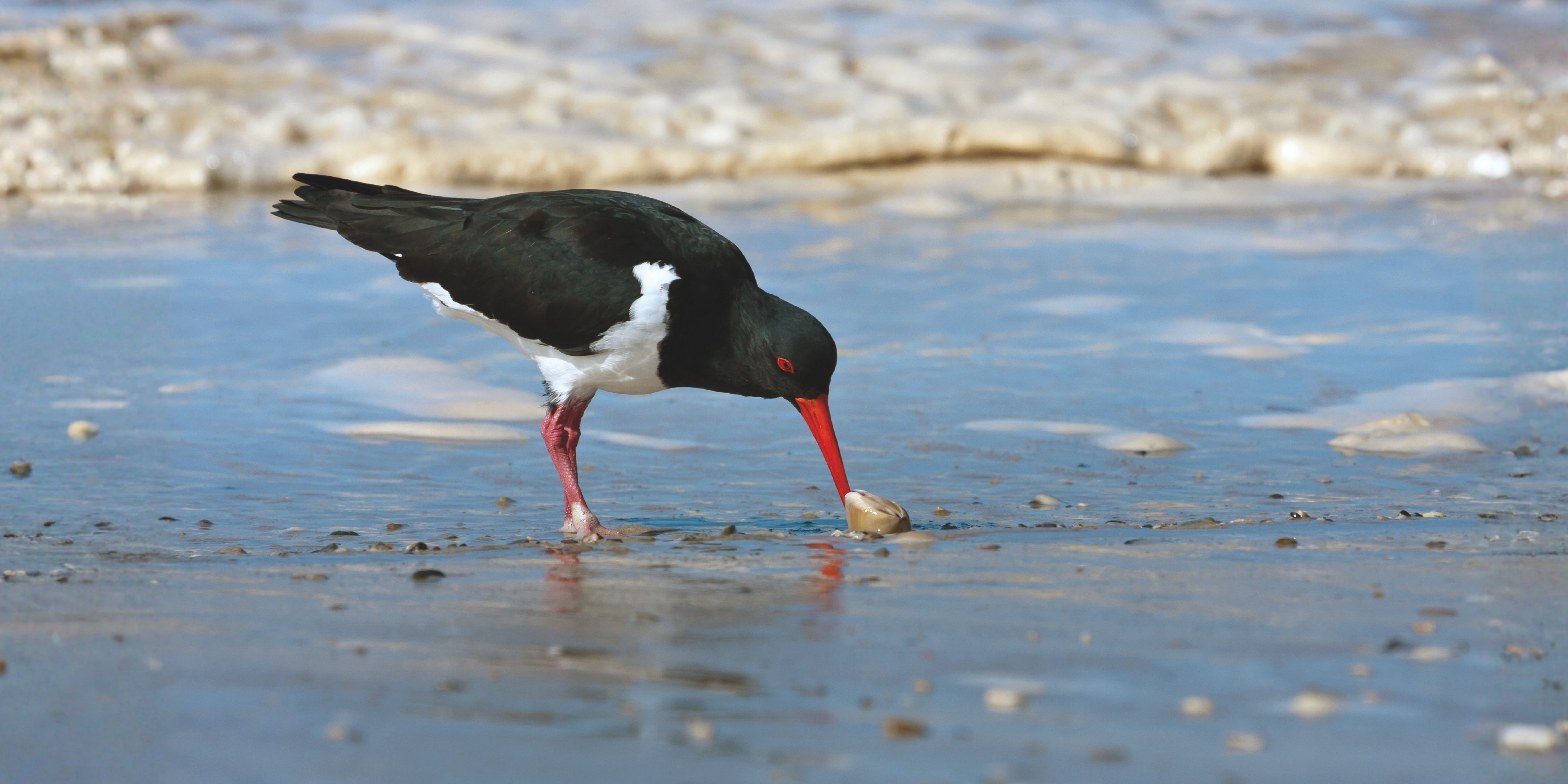 Voor de scholekster is niet elke mossel de moeite